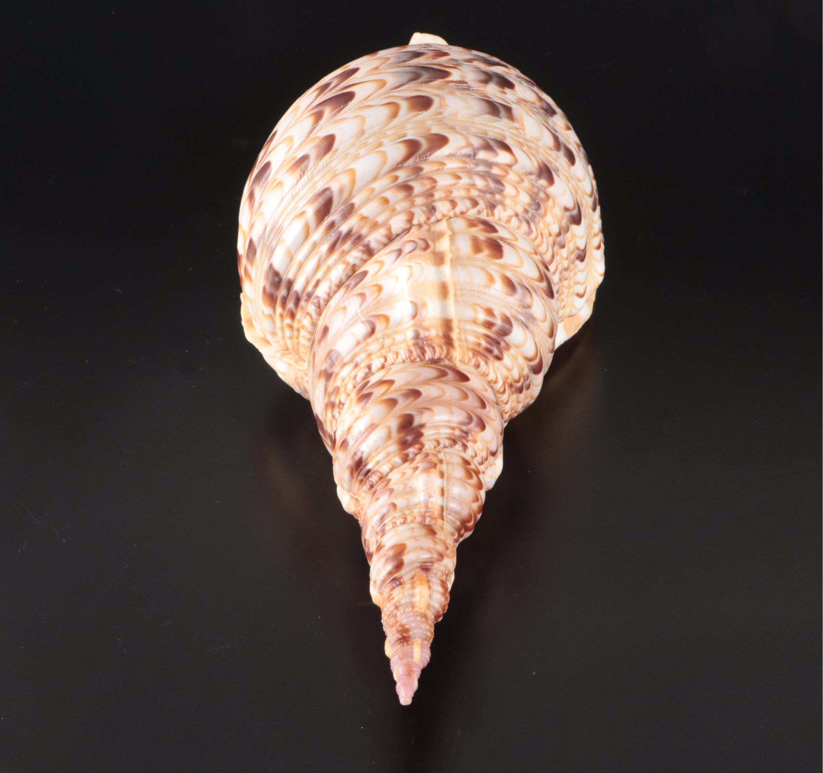 Triton's Trumpet Seashell Specimen