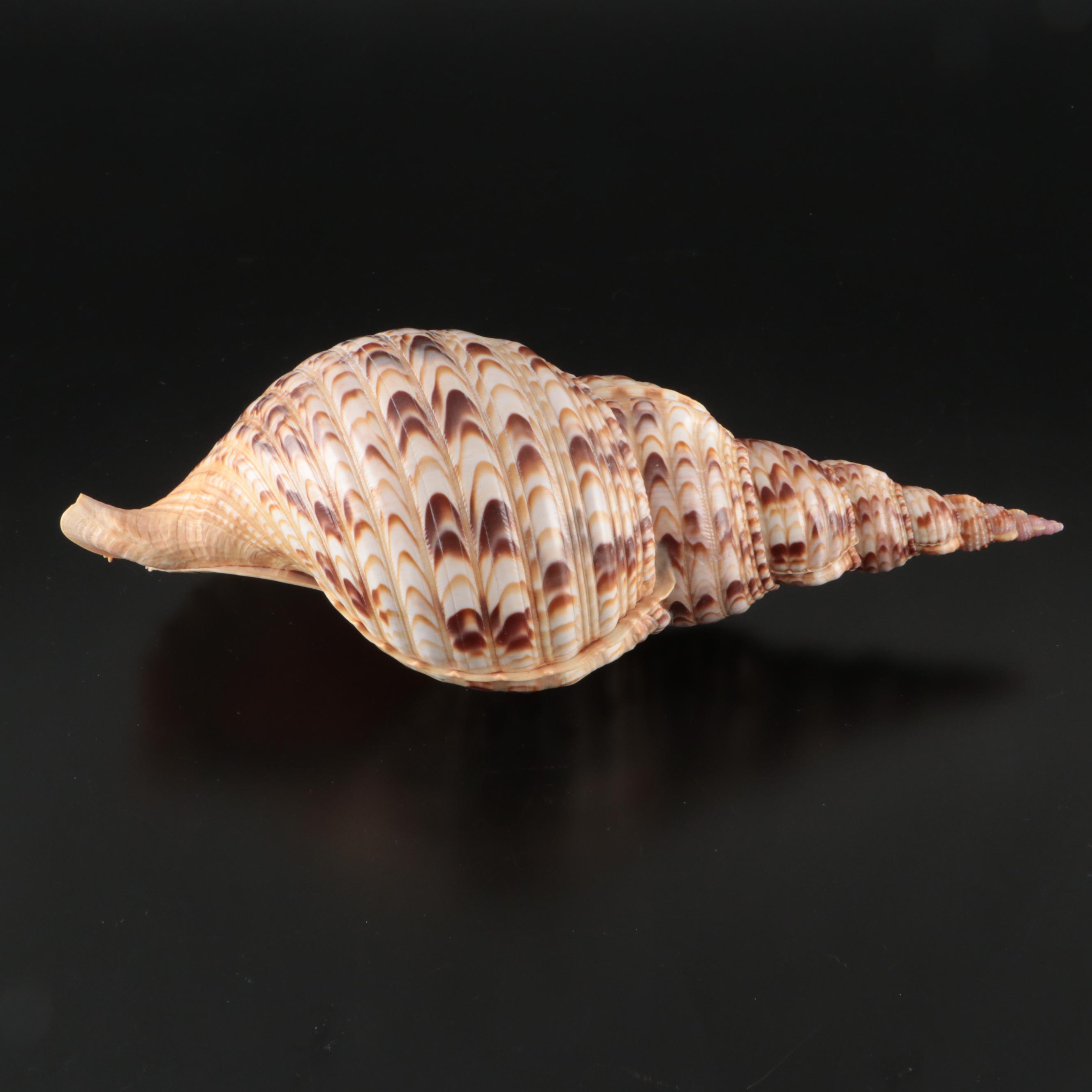 Triton's Trumpet Seashell Specimen