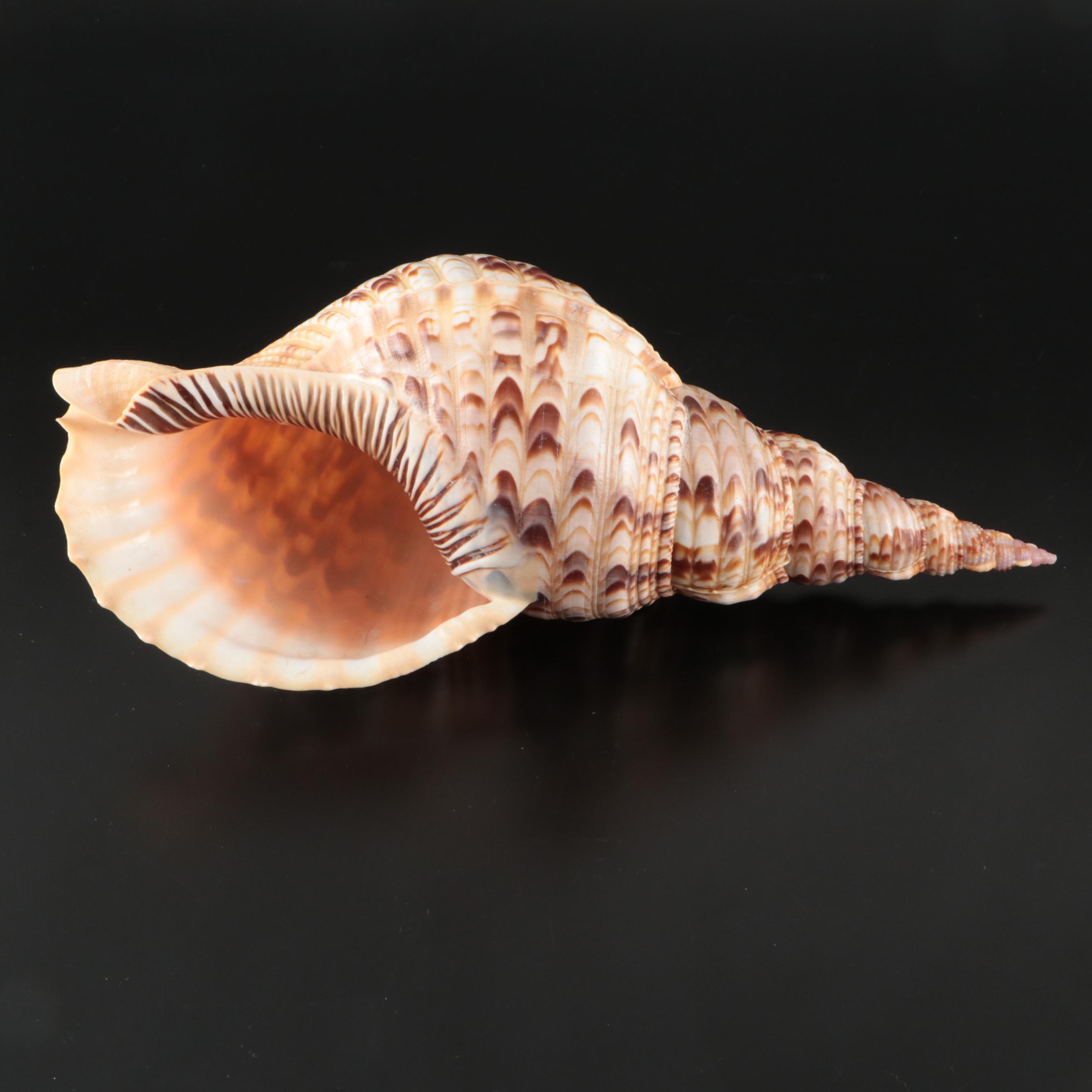 Triton's Trumpet Seashell Specimen