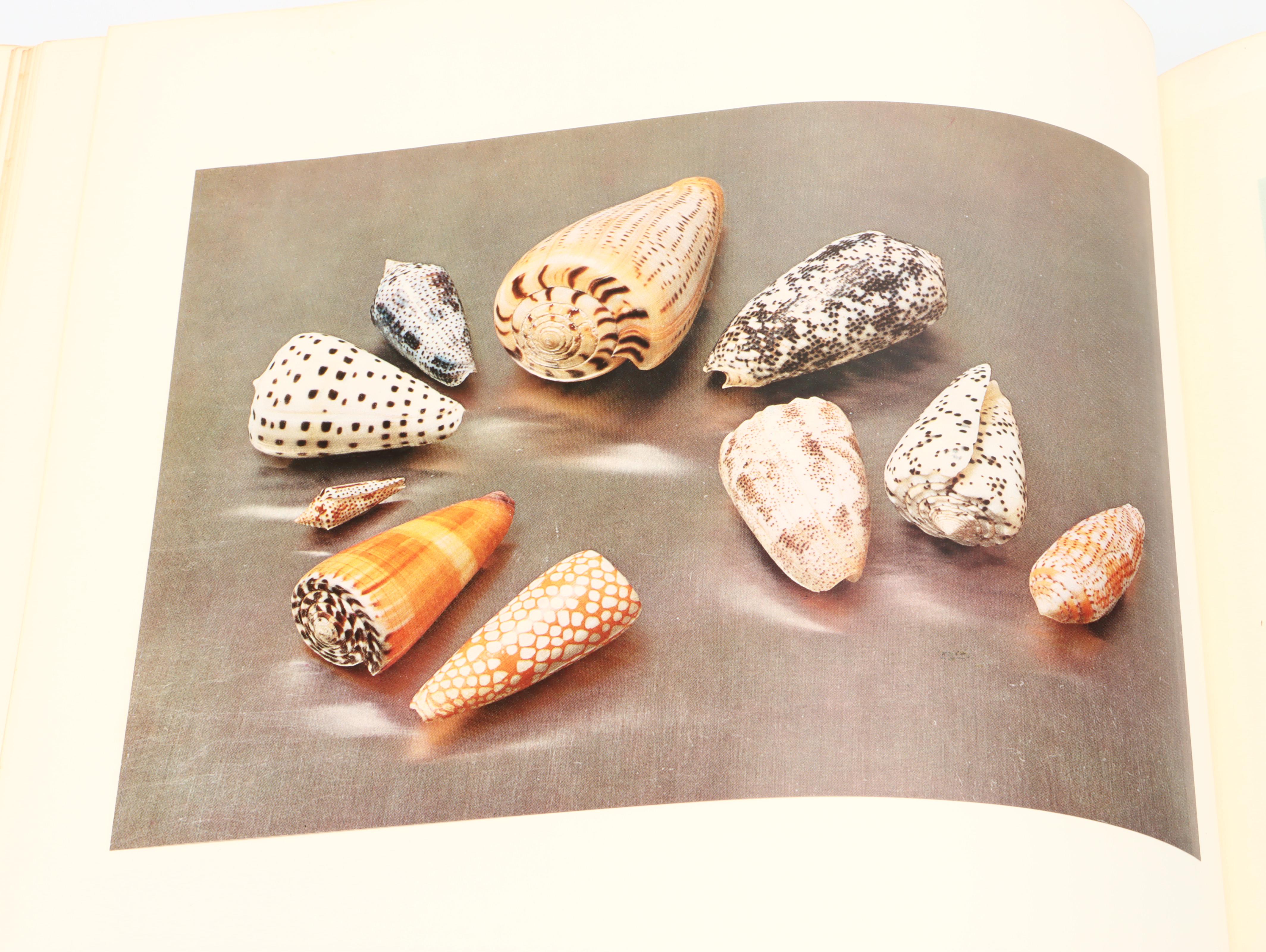 Illustrated "The Shell: Five Hundred Million Years of Inspired Design" and More