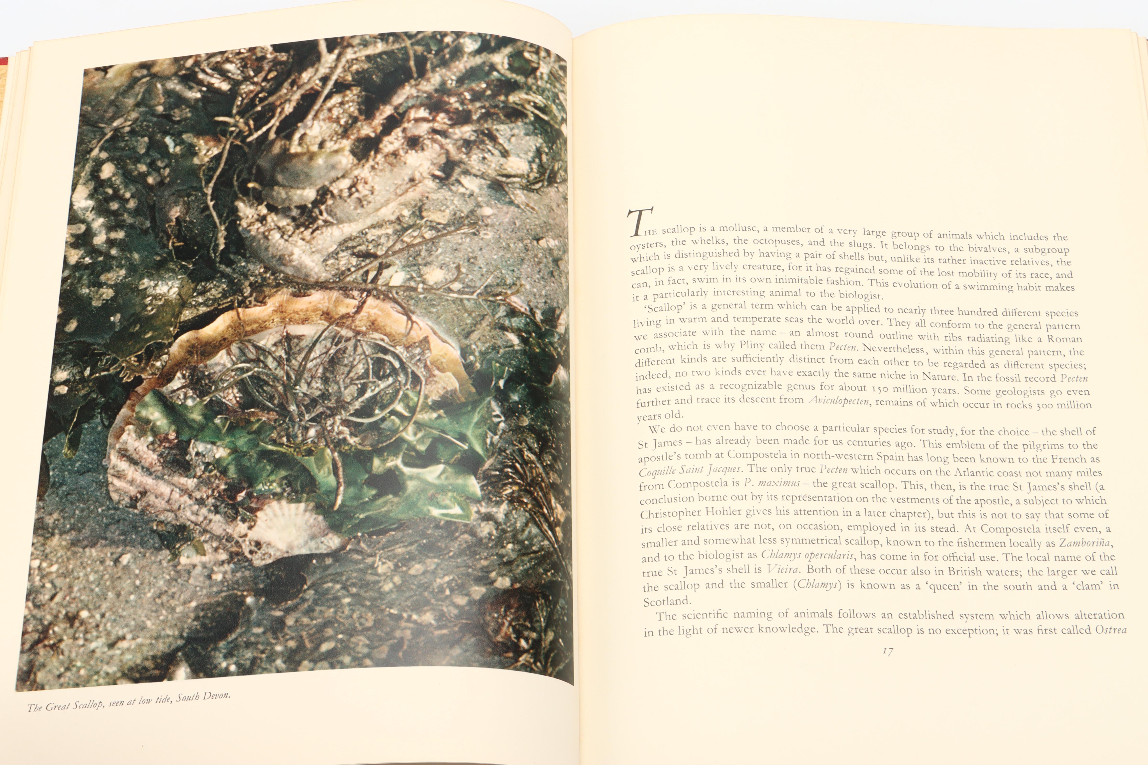 Illustrated "The Shell: Five Hundred Million Years of Inspired Design" and More