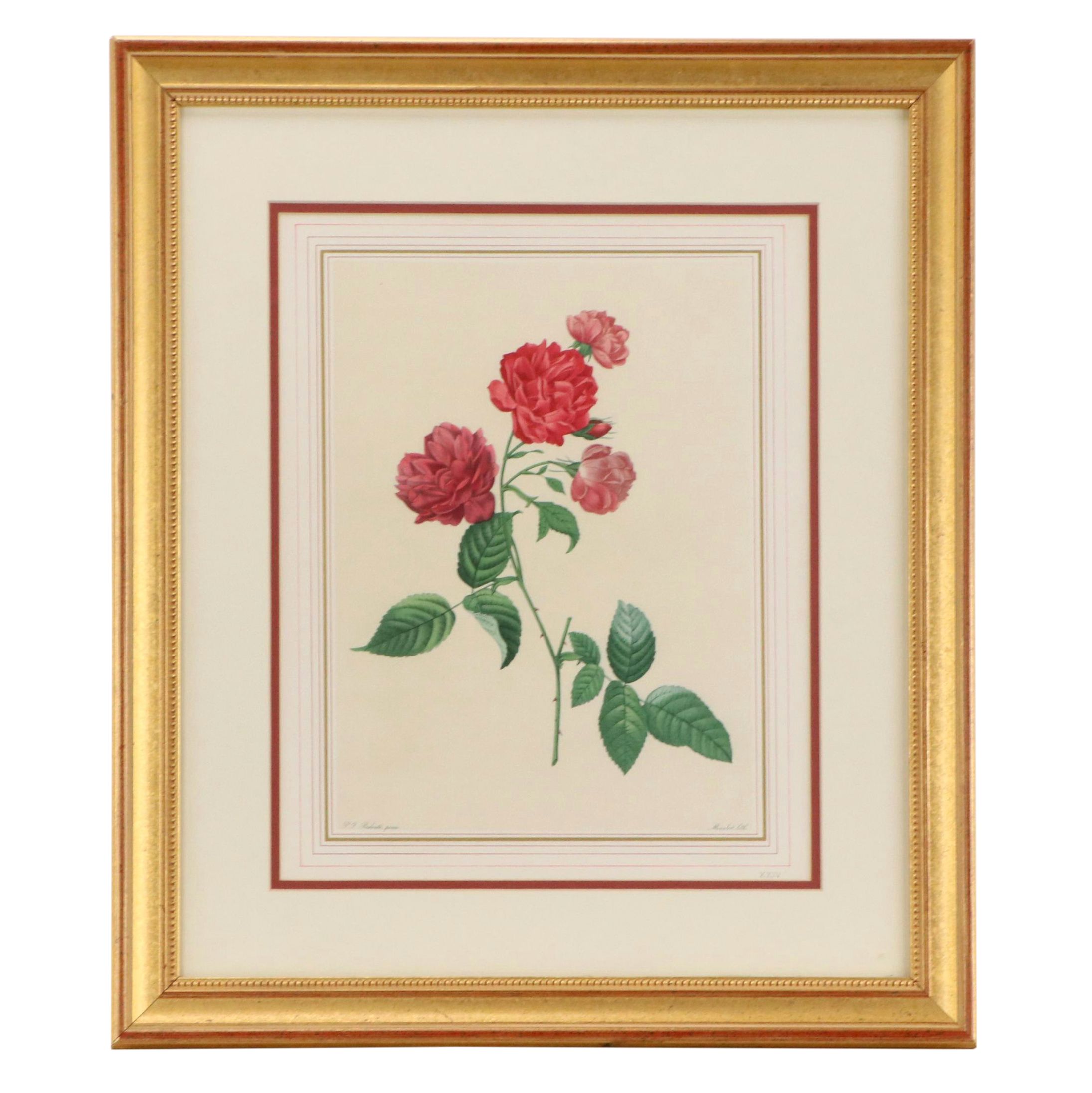 Botanical Hand-Colored Lithograph After Pierre-Joseph Redouté