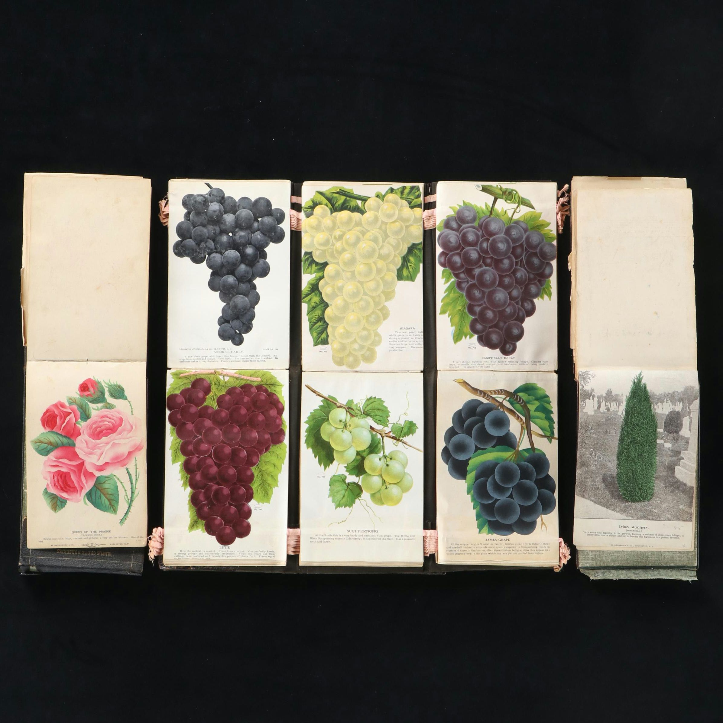 "Specimen Book of Fruits, Flowers, and Ornamental Trees" and More