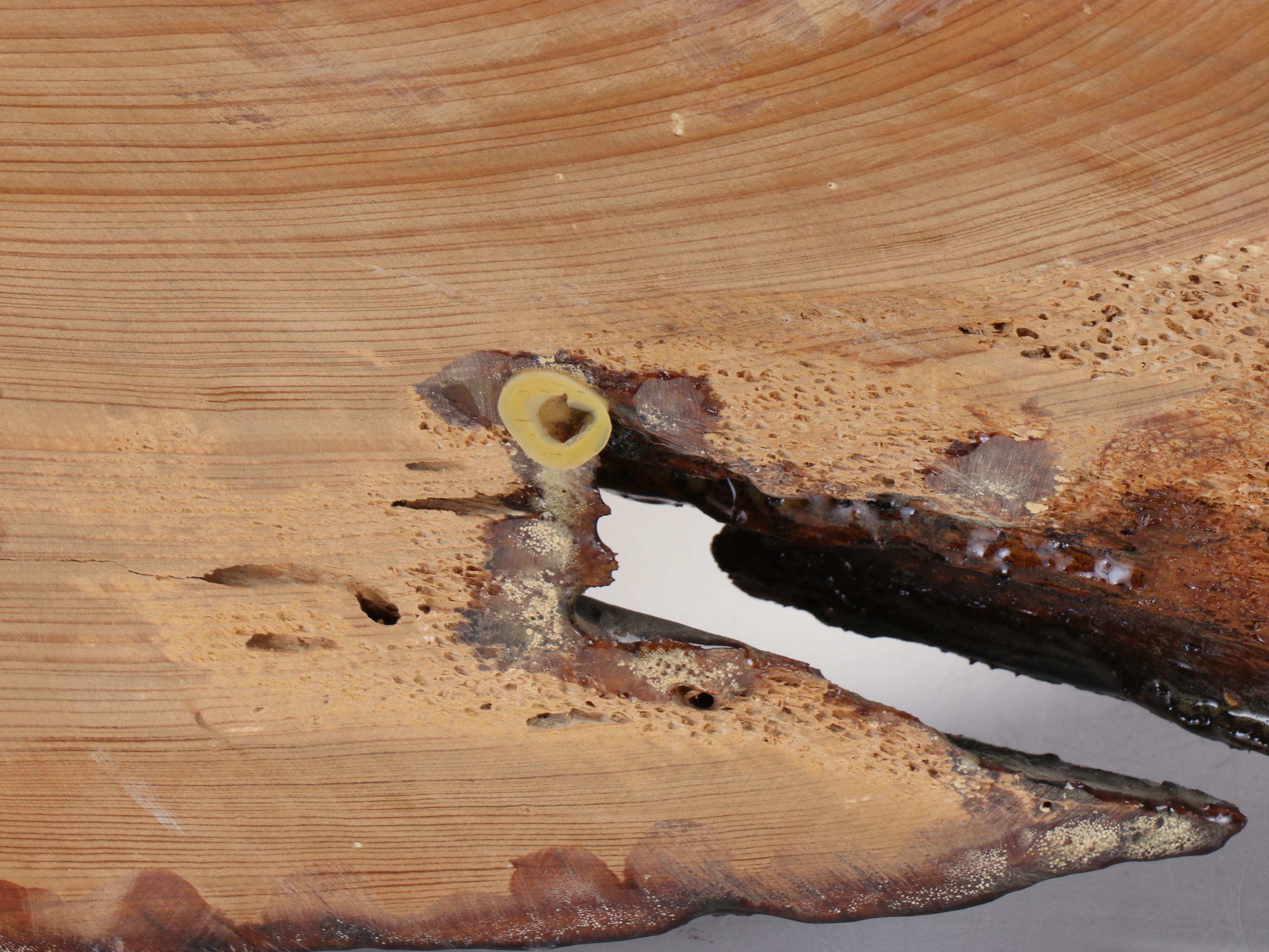 Resin Coated Wood Slab Wall Clock, Mid to Late 20th Century