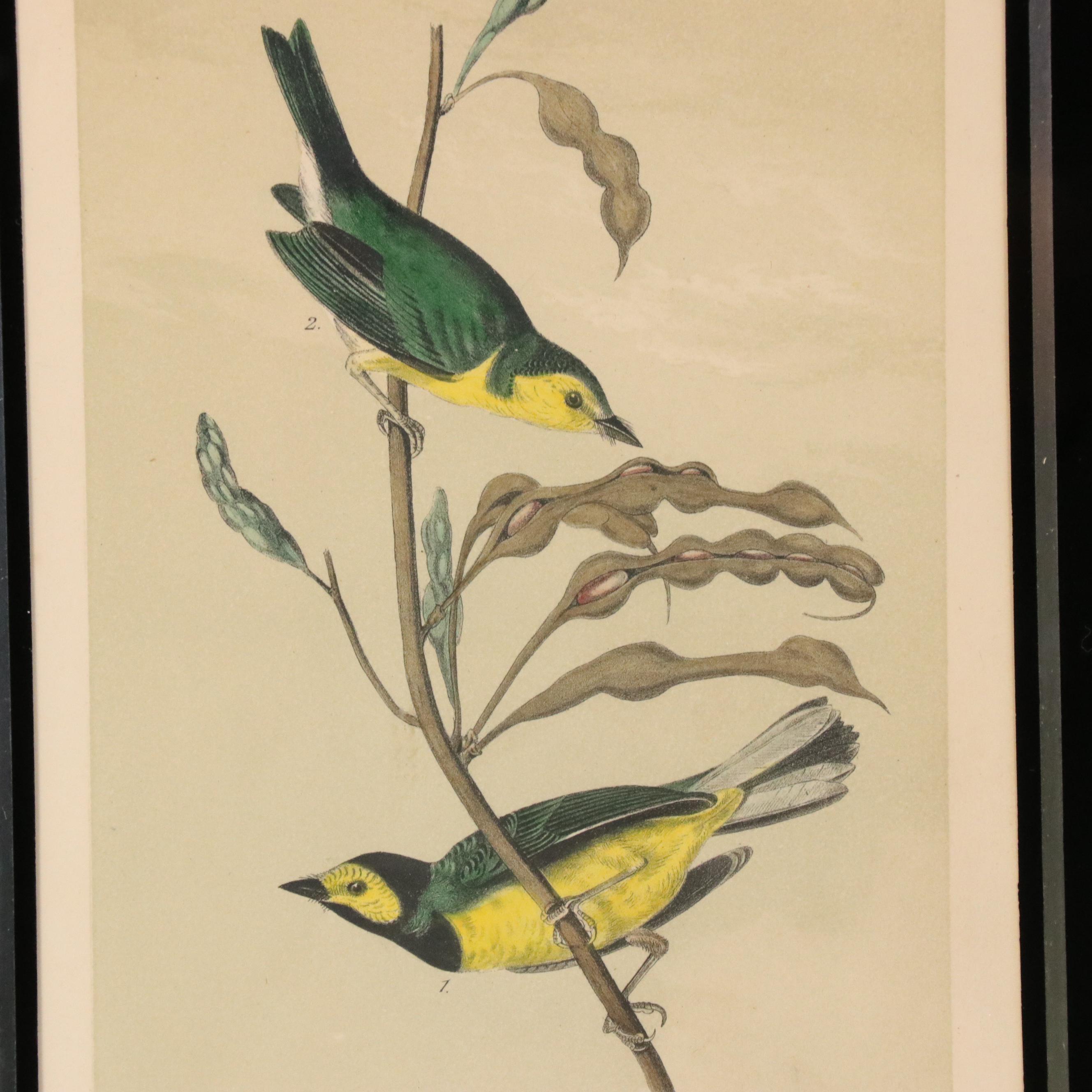 John Audubon Hand-Colored Ornithological Lithographs With Verre Églomisé Borders