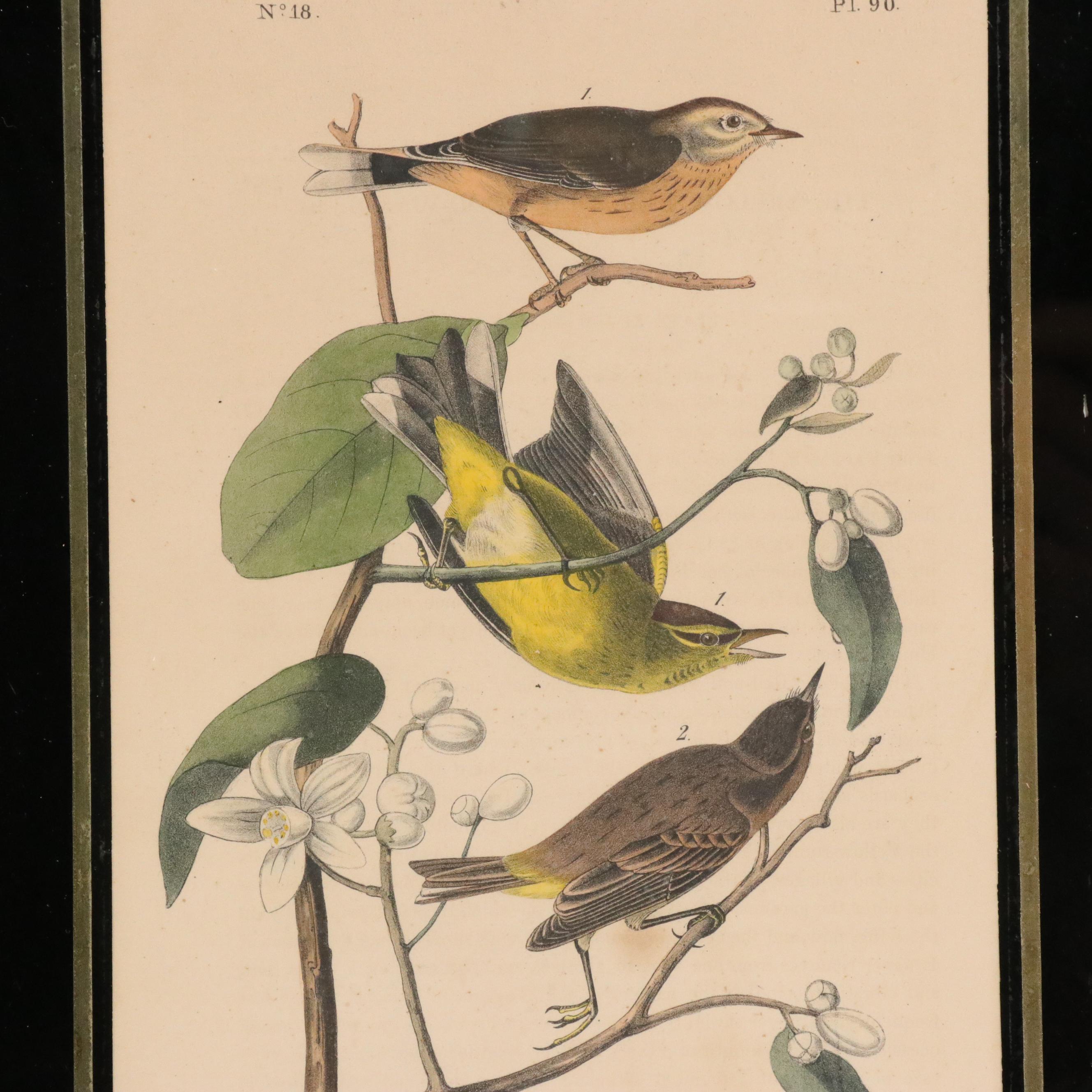 John Audubon Hand-Colored Ornithological Lithographs With Verre Églomisé Borders
