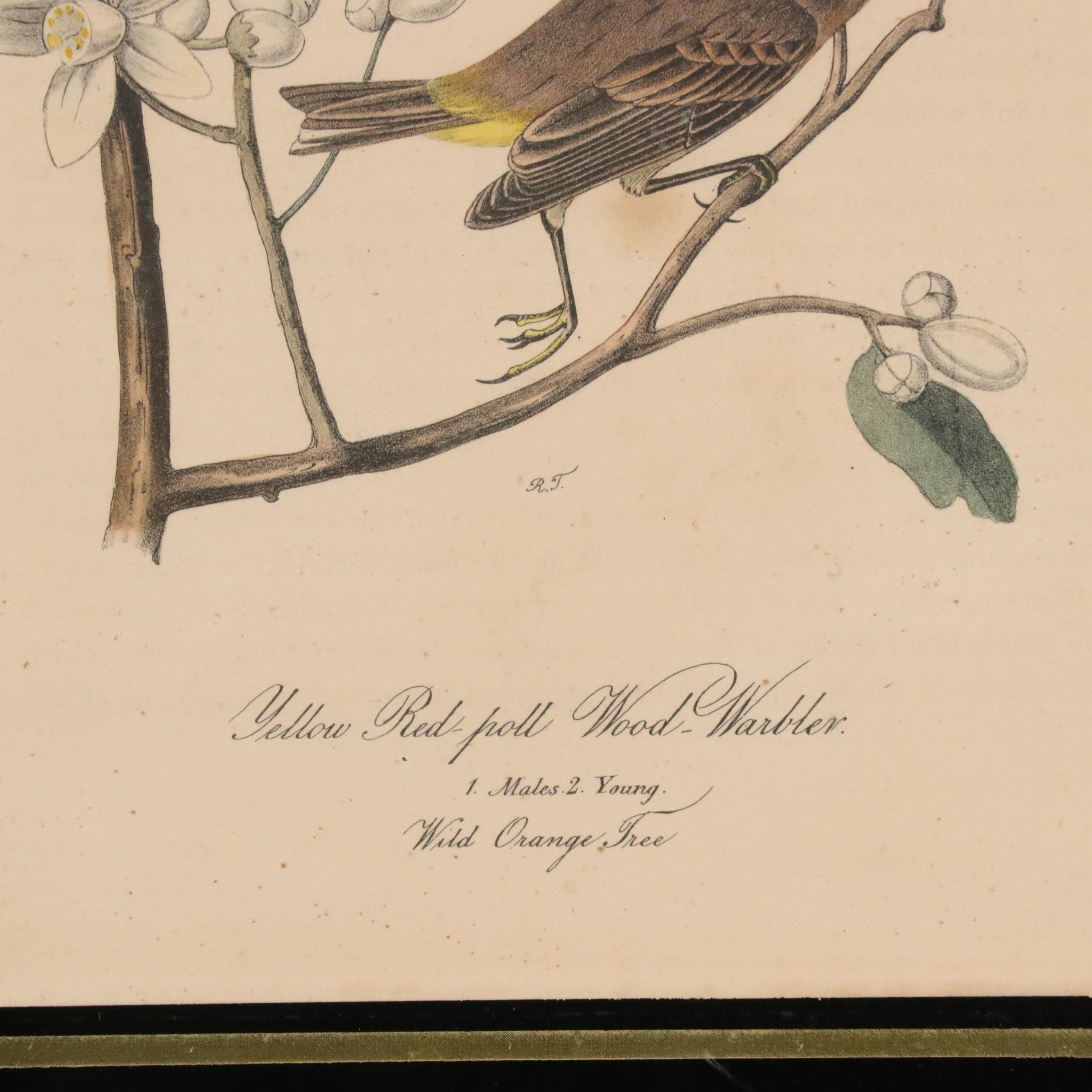 John Audubon Hand-Colored Ornithological Lithographs With Verre Églomisé Borders