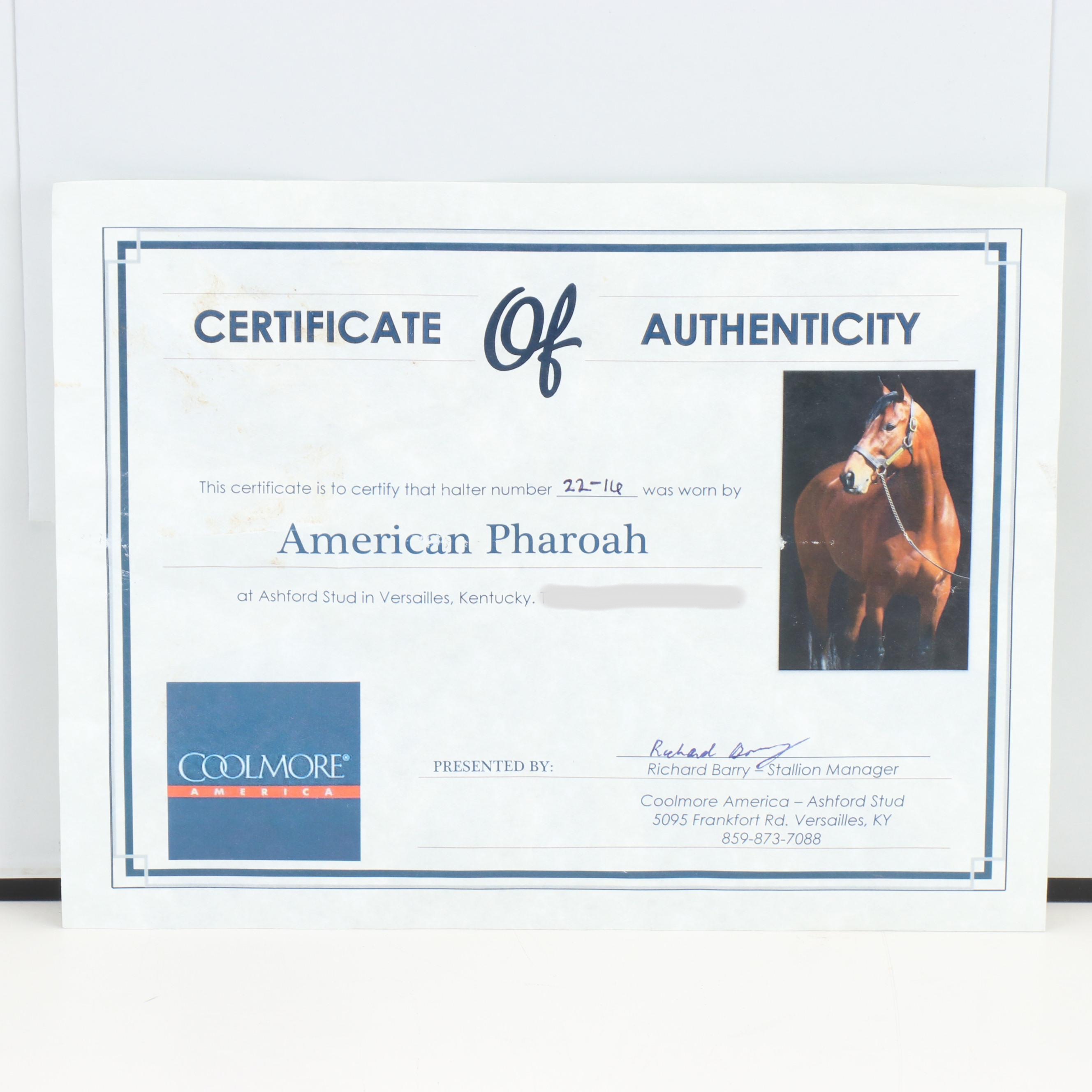 Triple Crown Winner American Pharoah Worn Leather Halter in Display Box