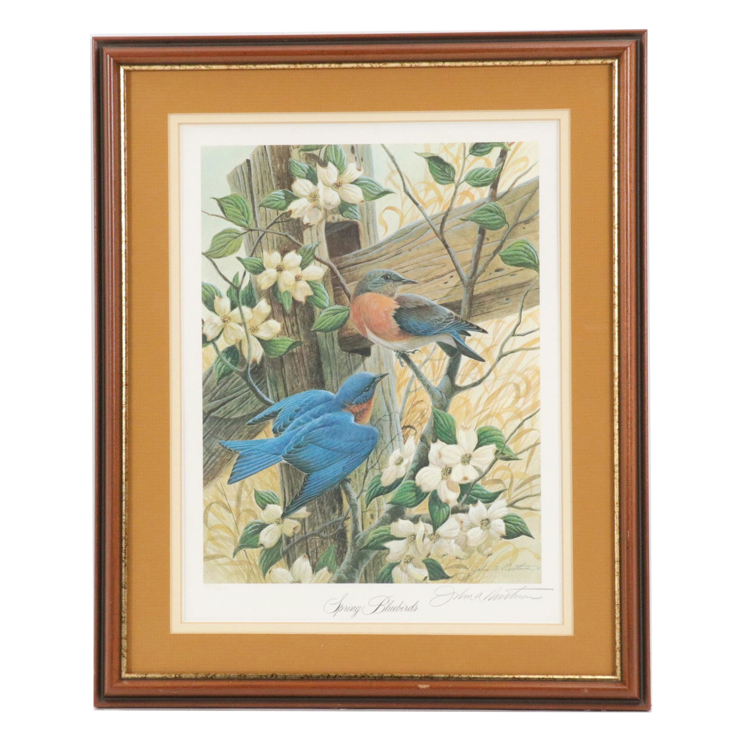 John A. Ruthven Offset Lithograph "Spring Bluebirds"