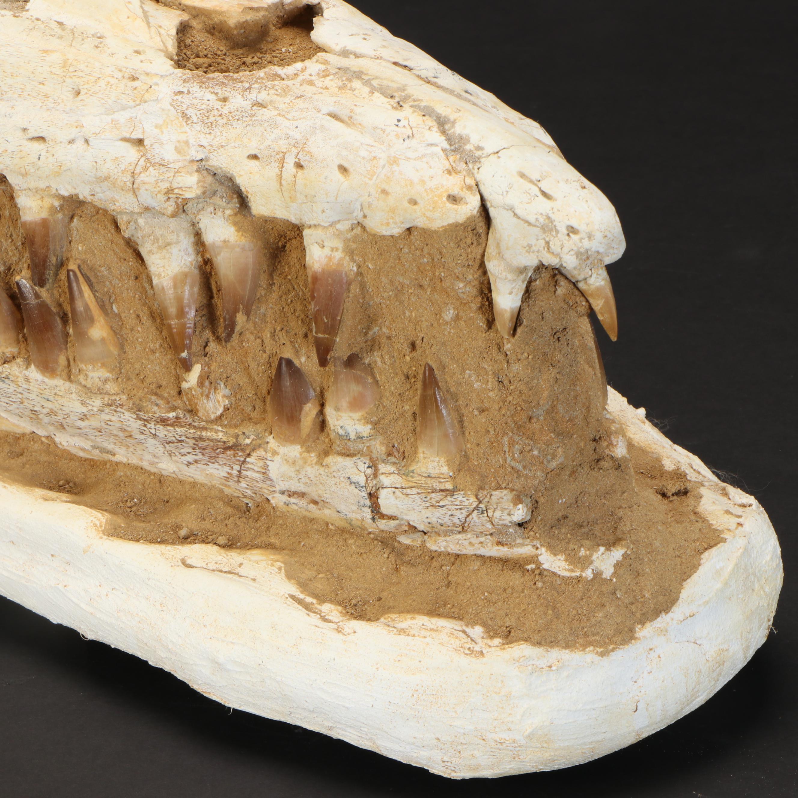 Composite and Assembled Fossil Mosasaurus Skull