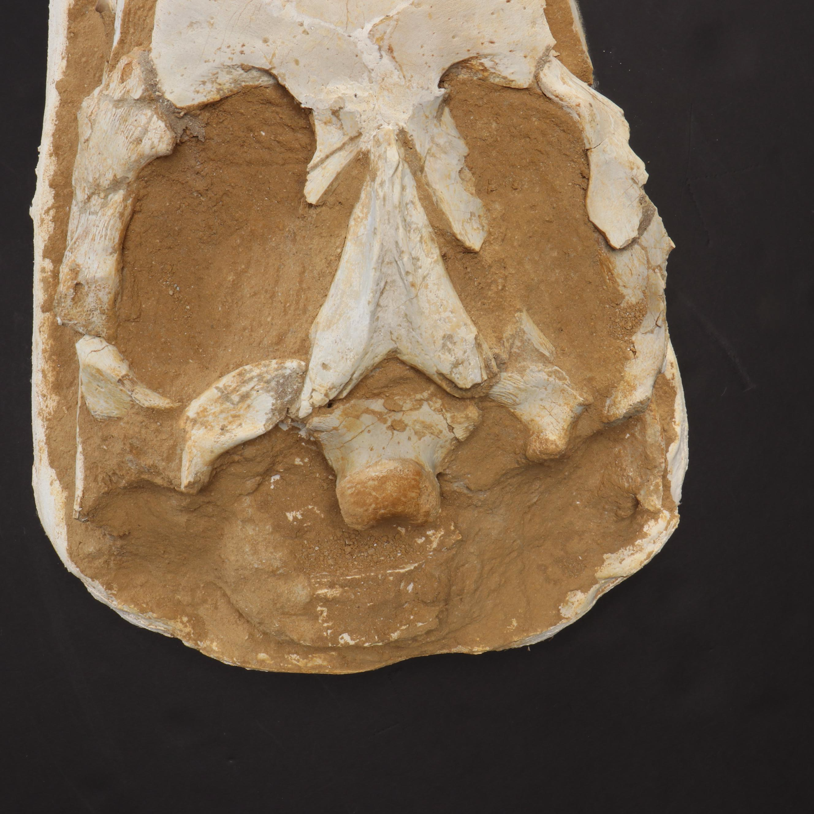 Composite and Assembled Fossil Mosasaurus Skull