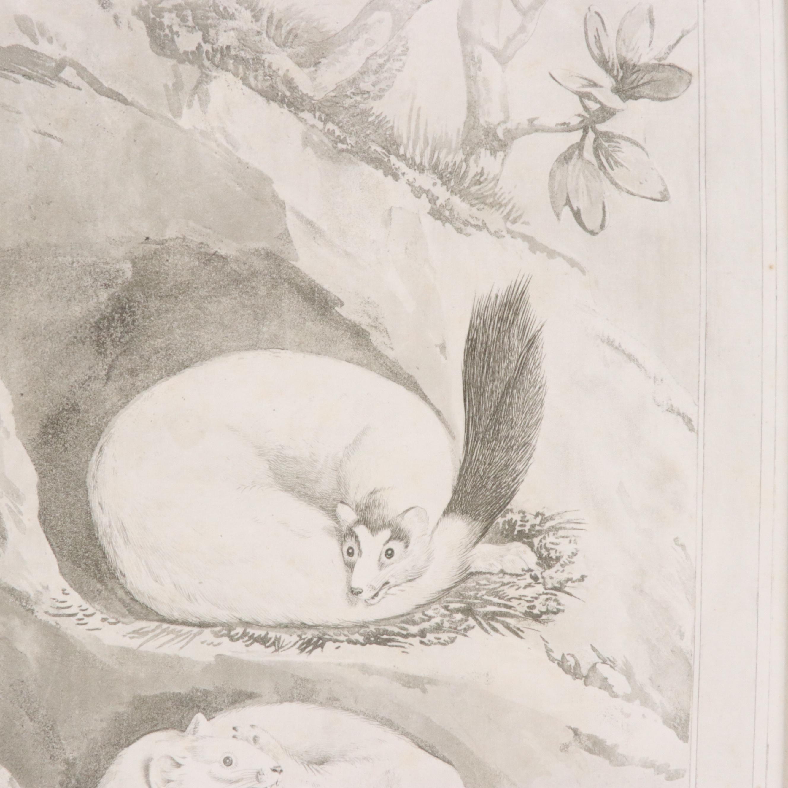 Etchings with Aquatint After Charles Catton Jr. "The Bombay Squirrel" and More