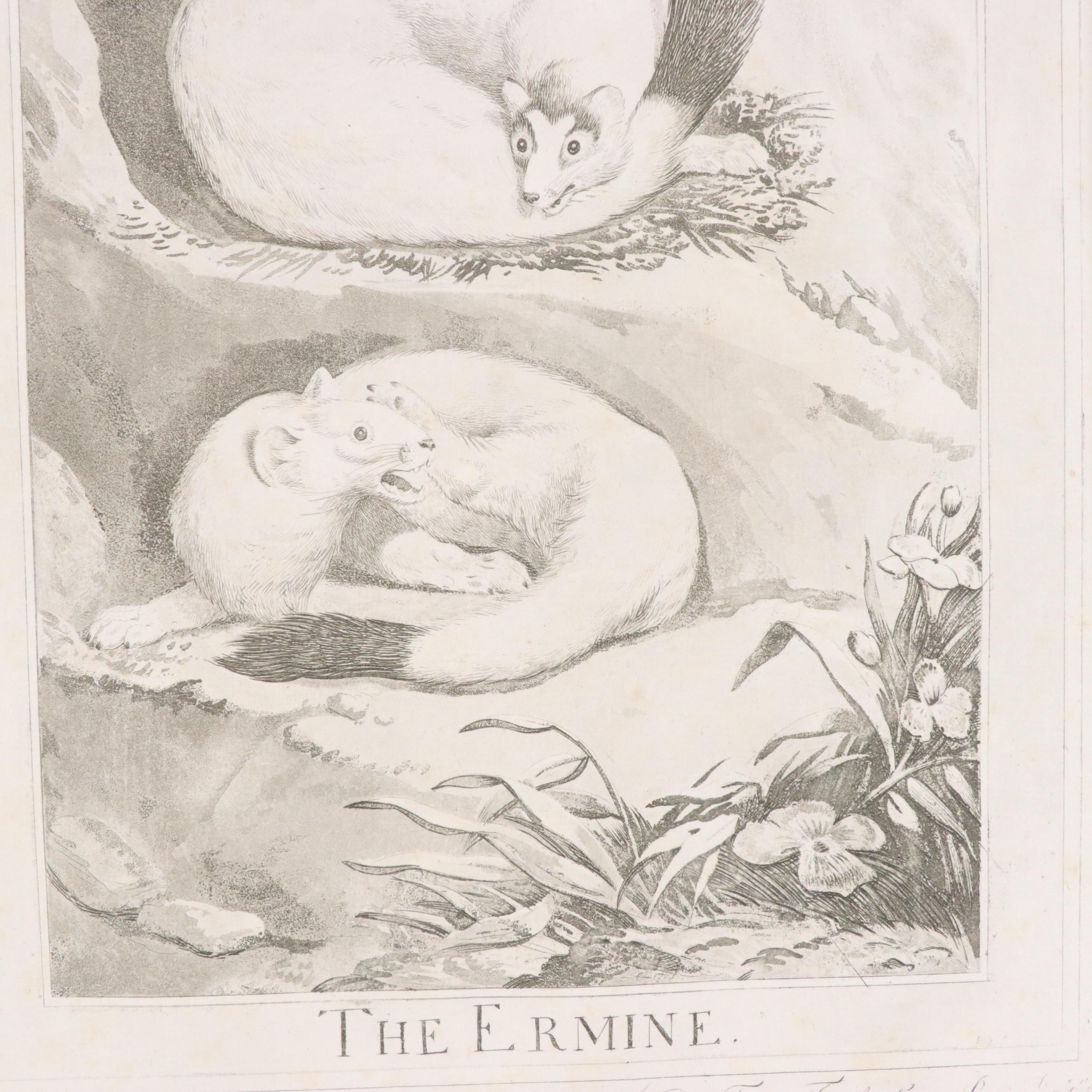 Etchings with Aquatint After Charles Catton Jr. "The Bombay Squirrel" and More