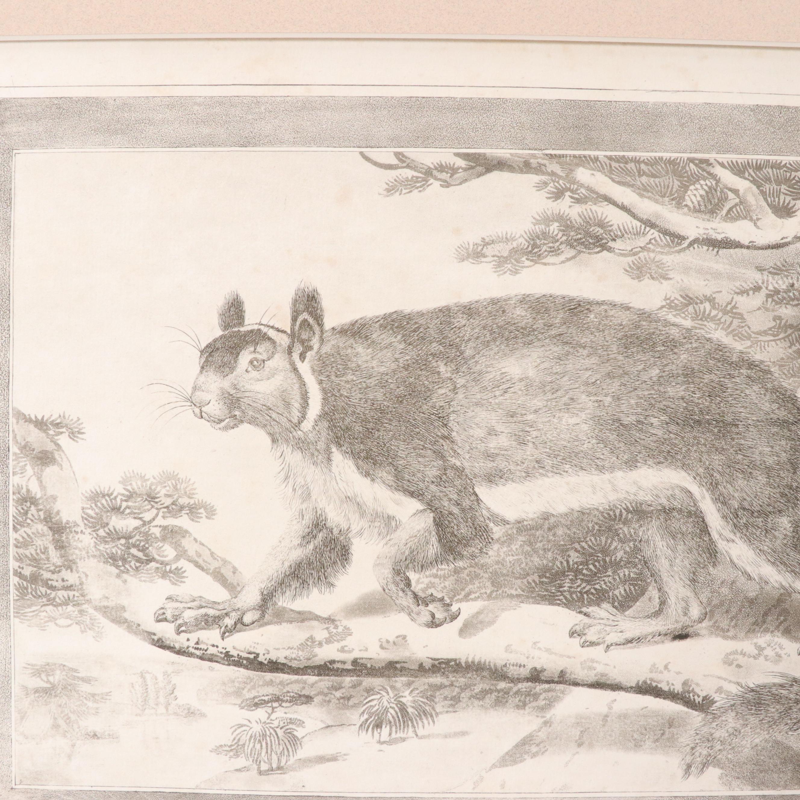 Etchings with Aquatint After Charles Catton Jr. "The Bombay Squirrel" and More