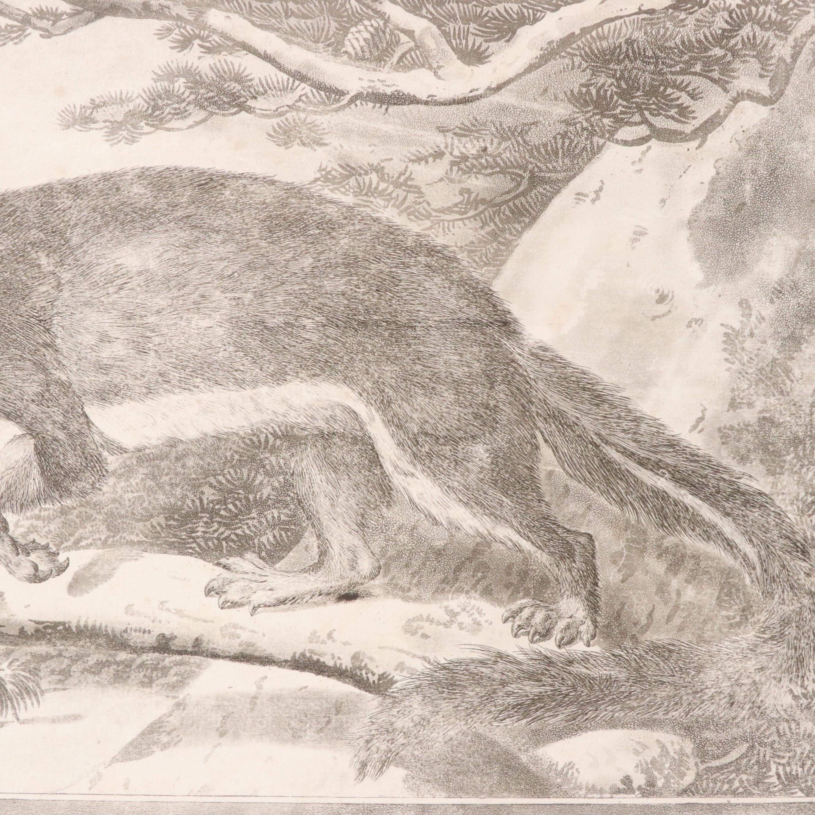 Etchings with Aquatint After Charles Catton Jr. "The Bombay Squirrel" and More
