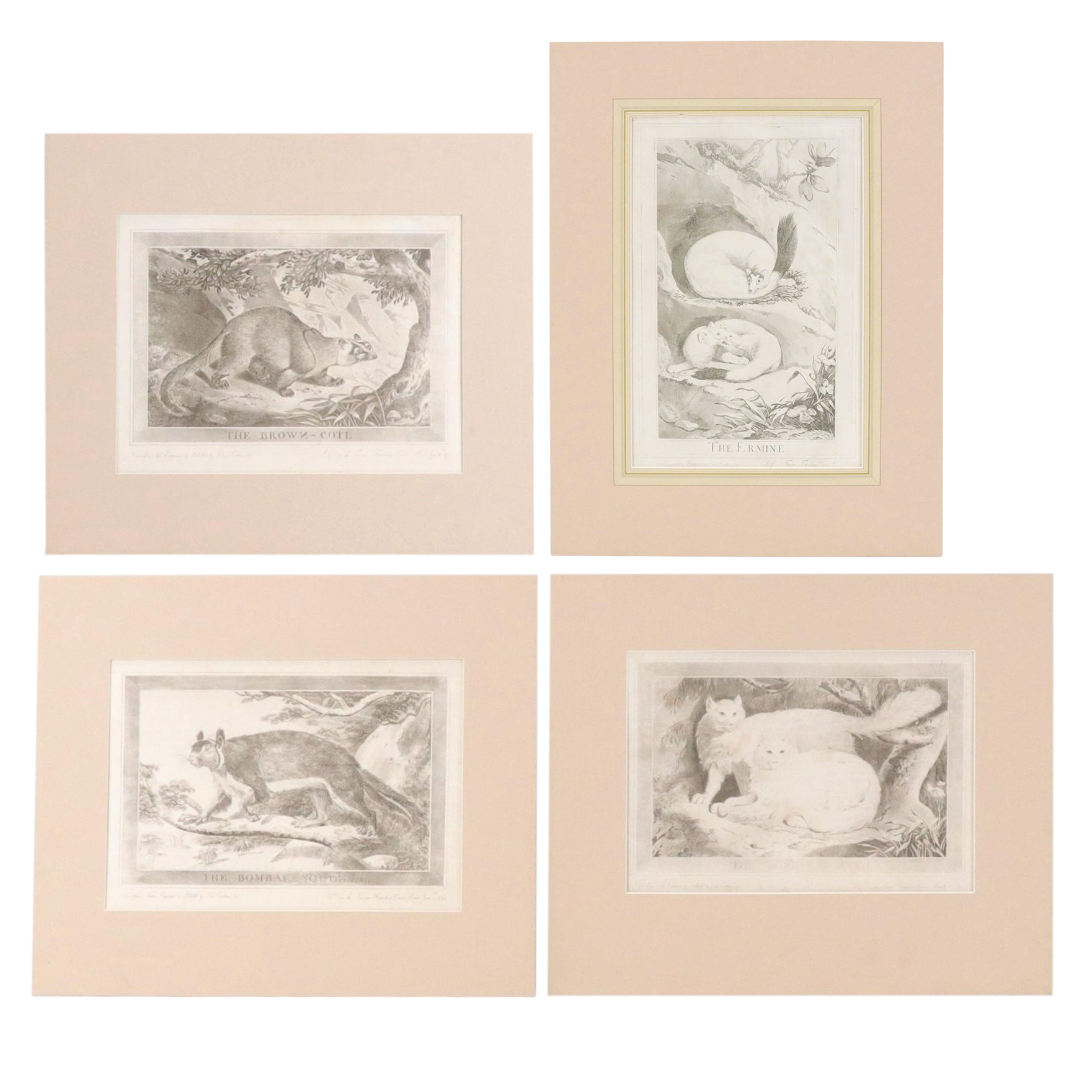 Etchings with Aquatint After Charles Catton Jr. "The Bombay Squirrel" and More