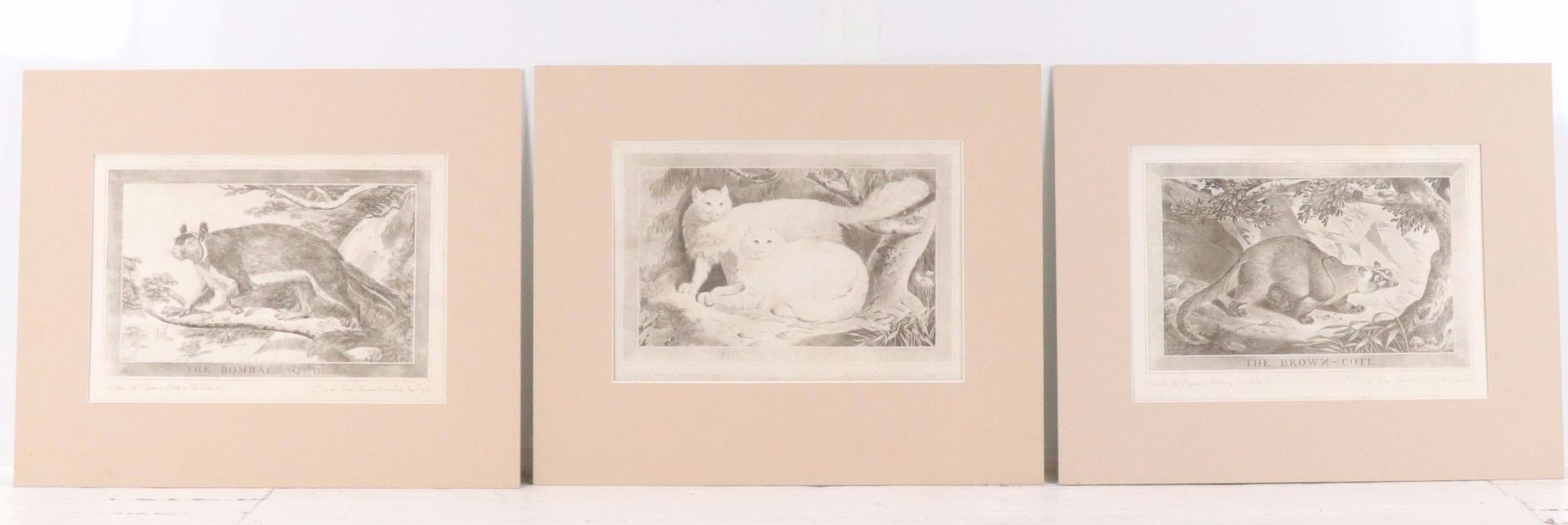 Etchings with Aquatint After Charles Catton Jr. "The Bombay Squirrel" and More