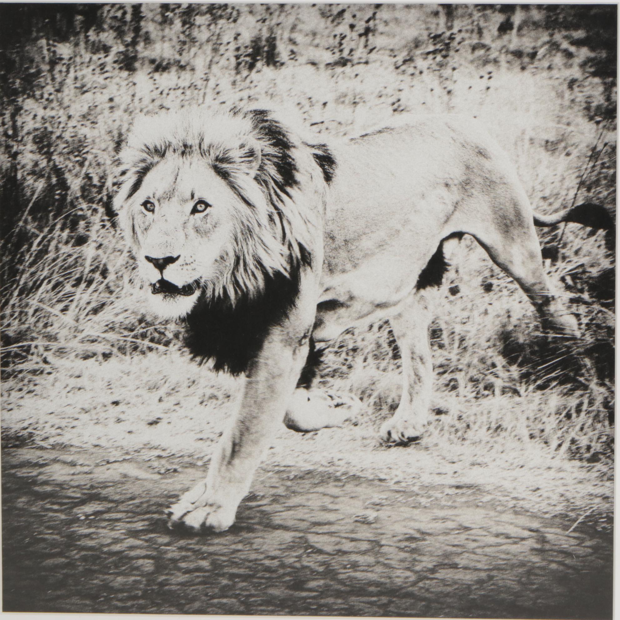 Framed Black & White Giclée of Zebra, Lion & Oryxes