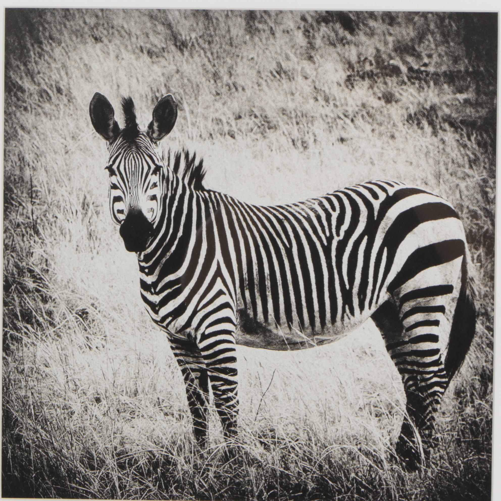 Framed Black & White Giclée of Zebra, Lion & Oryxes
