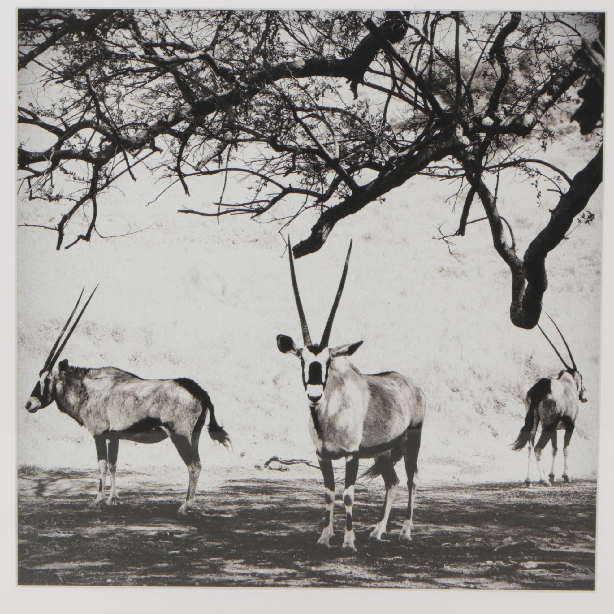 Framed Black & White Giclée of Zebra, Lion & Oryxes