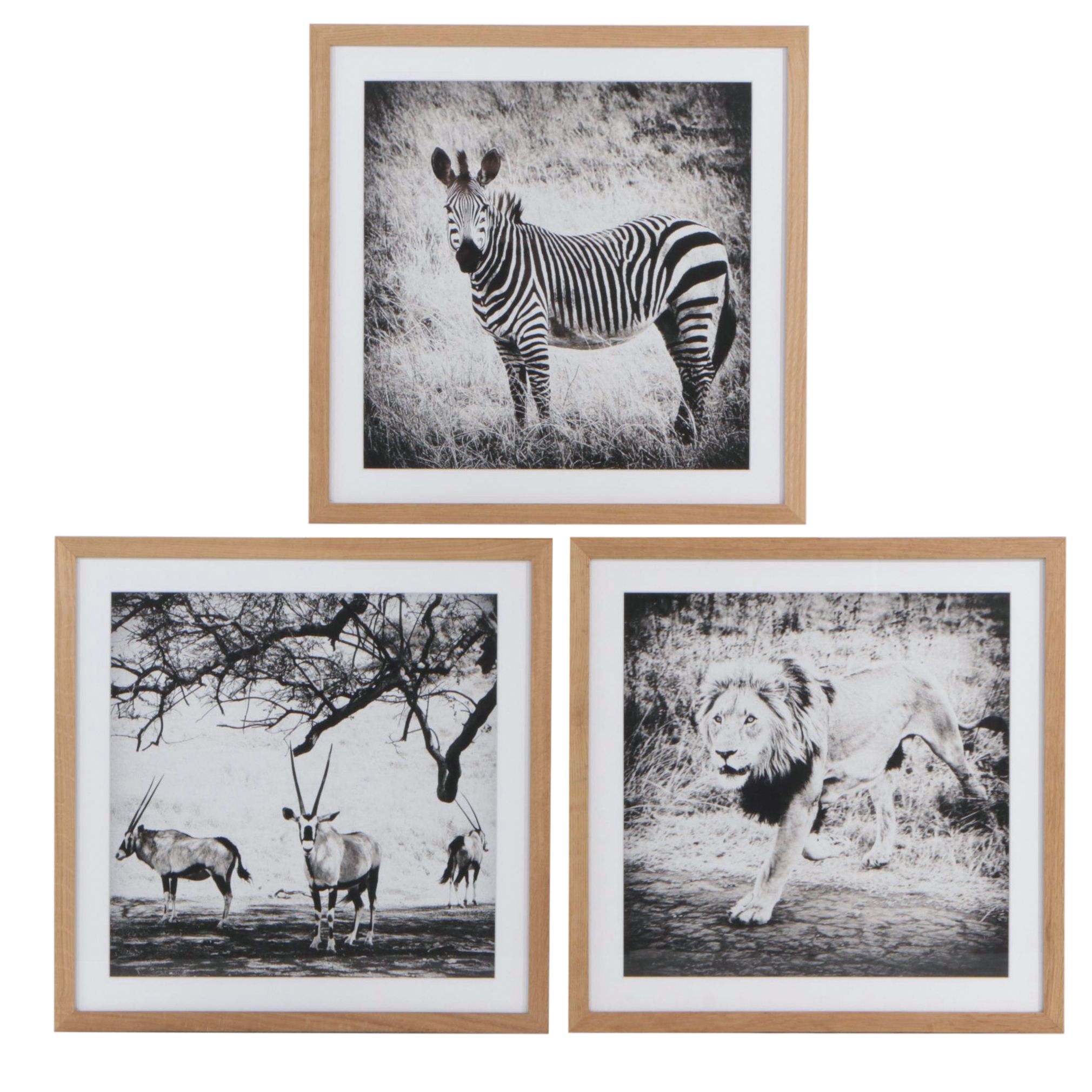 Framed Black & White Giclée of Zebra, Lion & Oryxes
