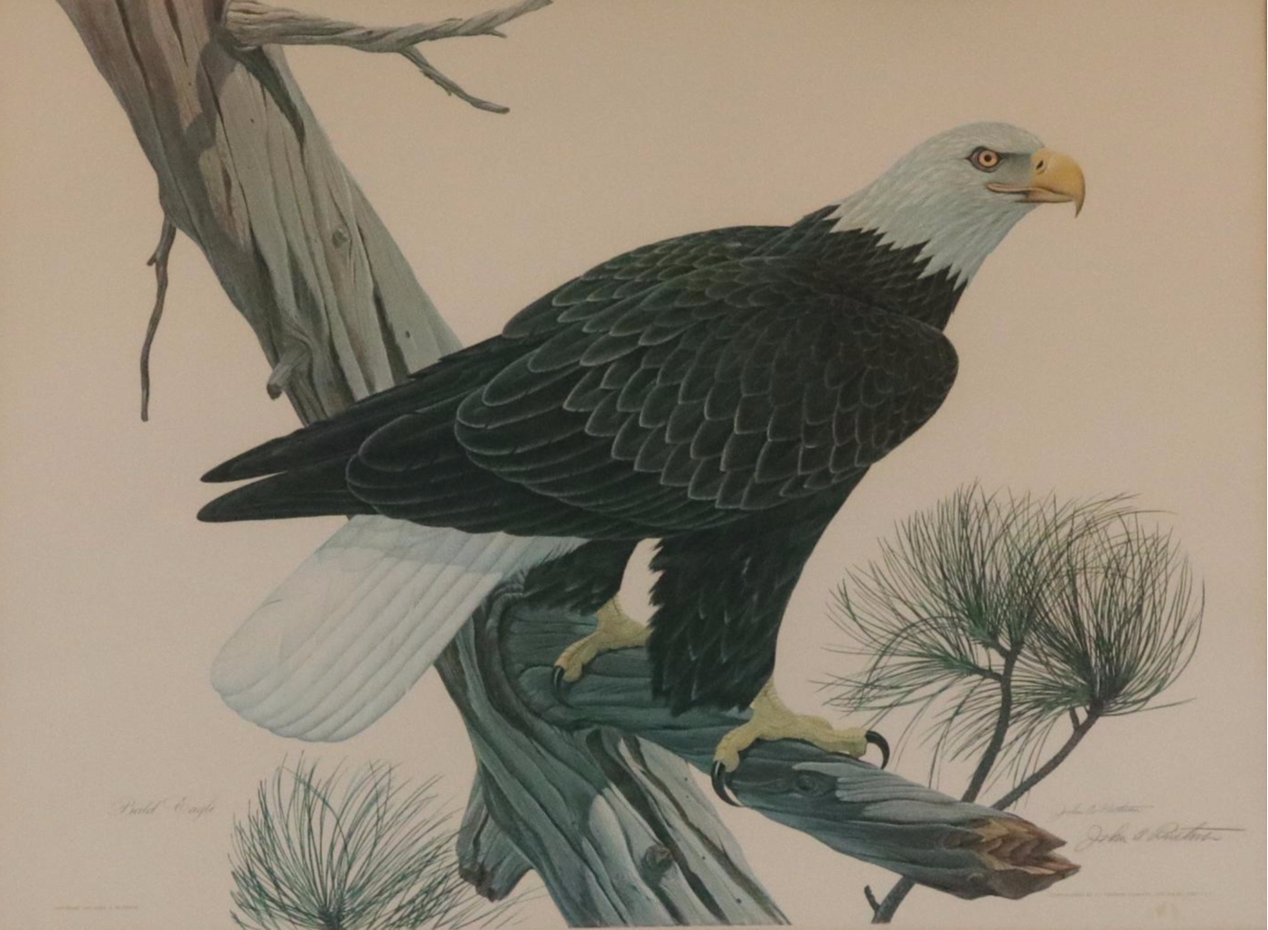 John A. Ruthven Ornithological Offset Lithograph "Bald Eagle," 1966