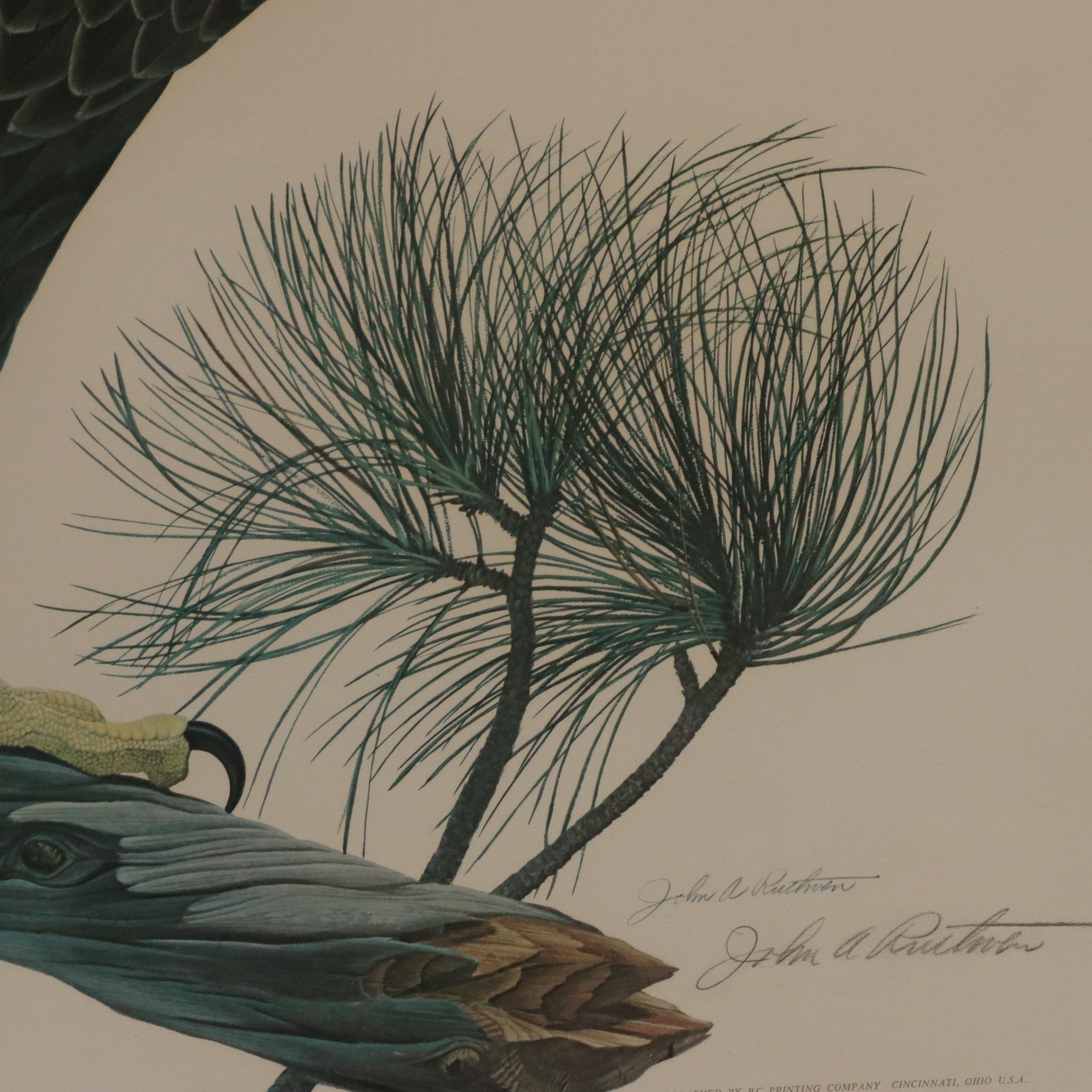 John A. Ruthven Ornithological Offset Lithograph "Bald Eagle," 1966