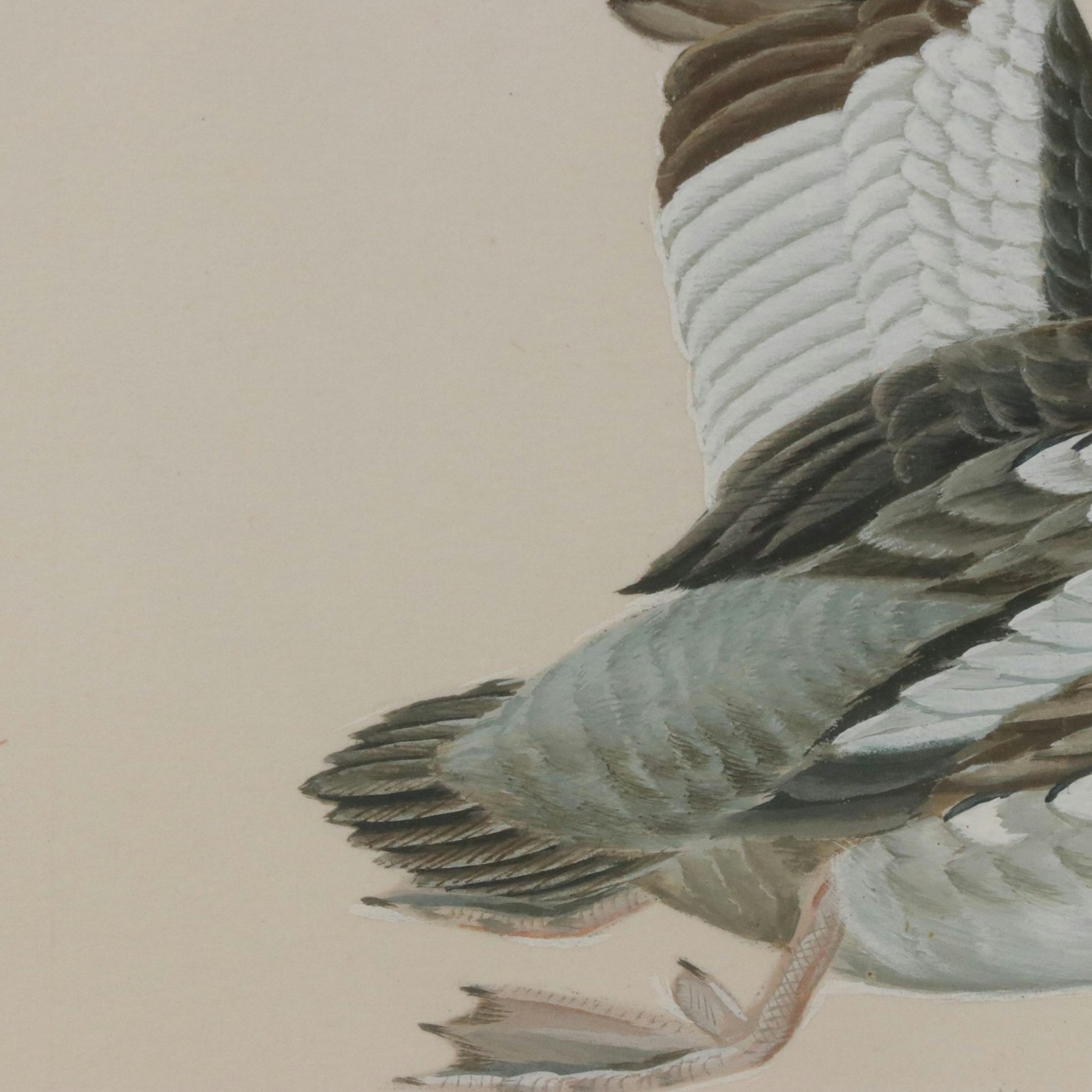 John Ruthven Original Gouache Painting of Duck