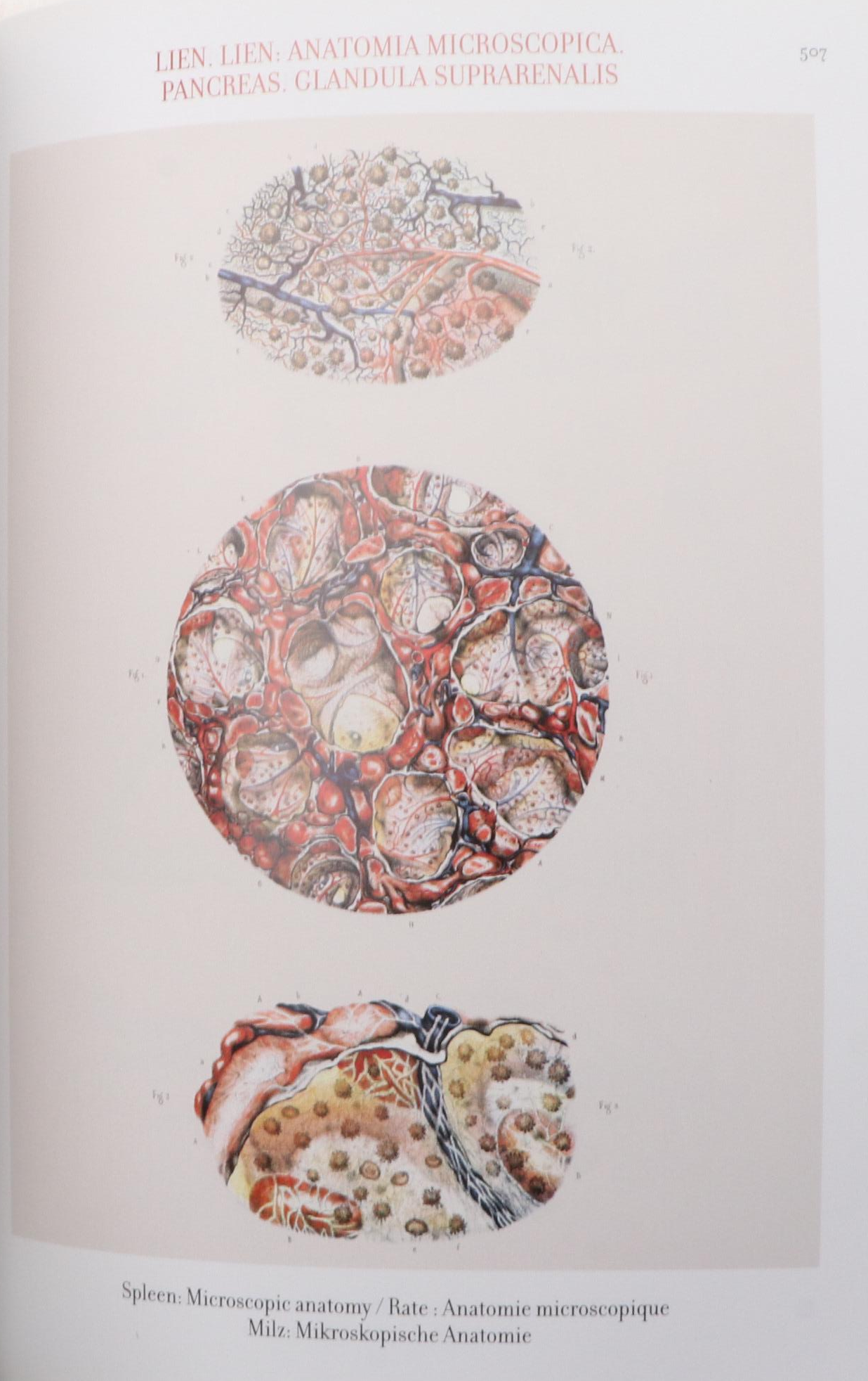 "The Complete Atlas of Human Anatomy and Surgery" by Bourgery and Jacob, 2015