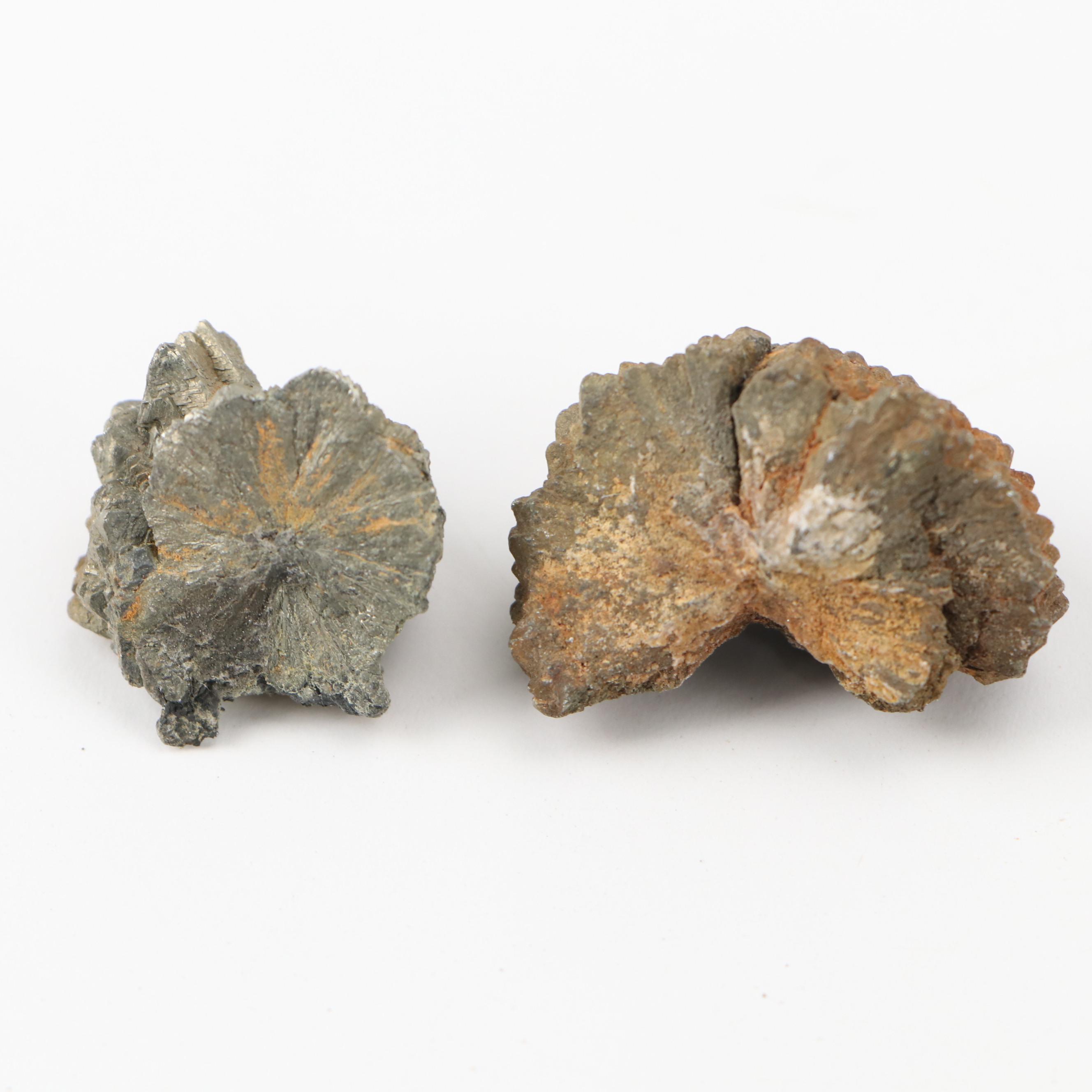 Septarian Nodule with Aragonite, Botryoidal Specimens, Petrified Wood, More