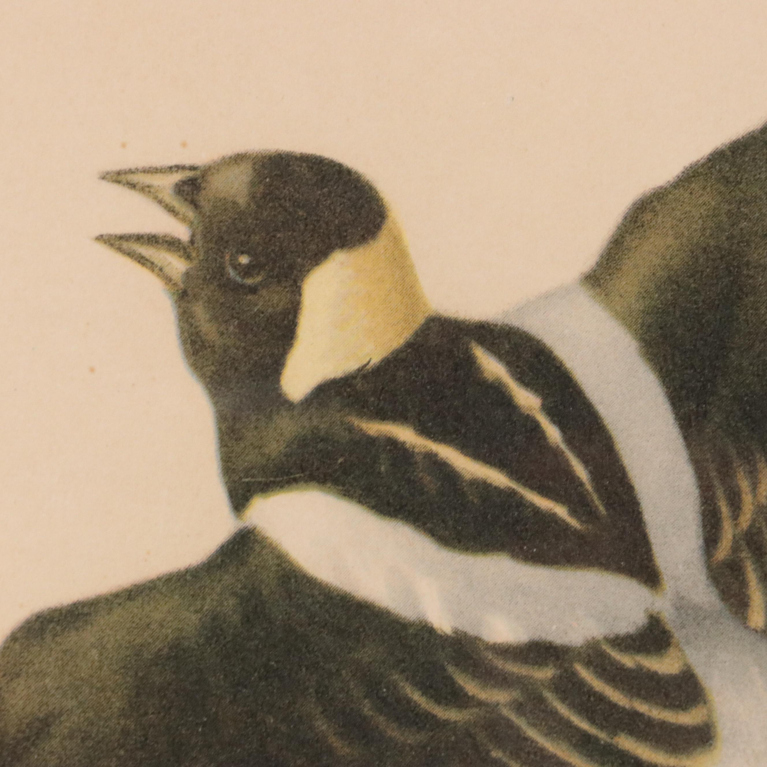 Offset Lithograph After Roger Tory Peterson "Bobolink"