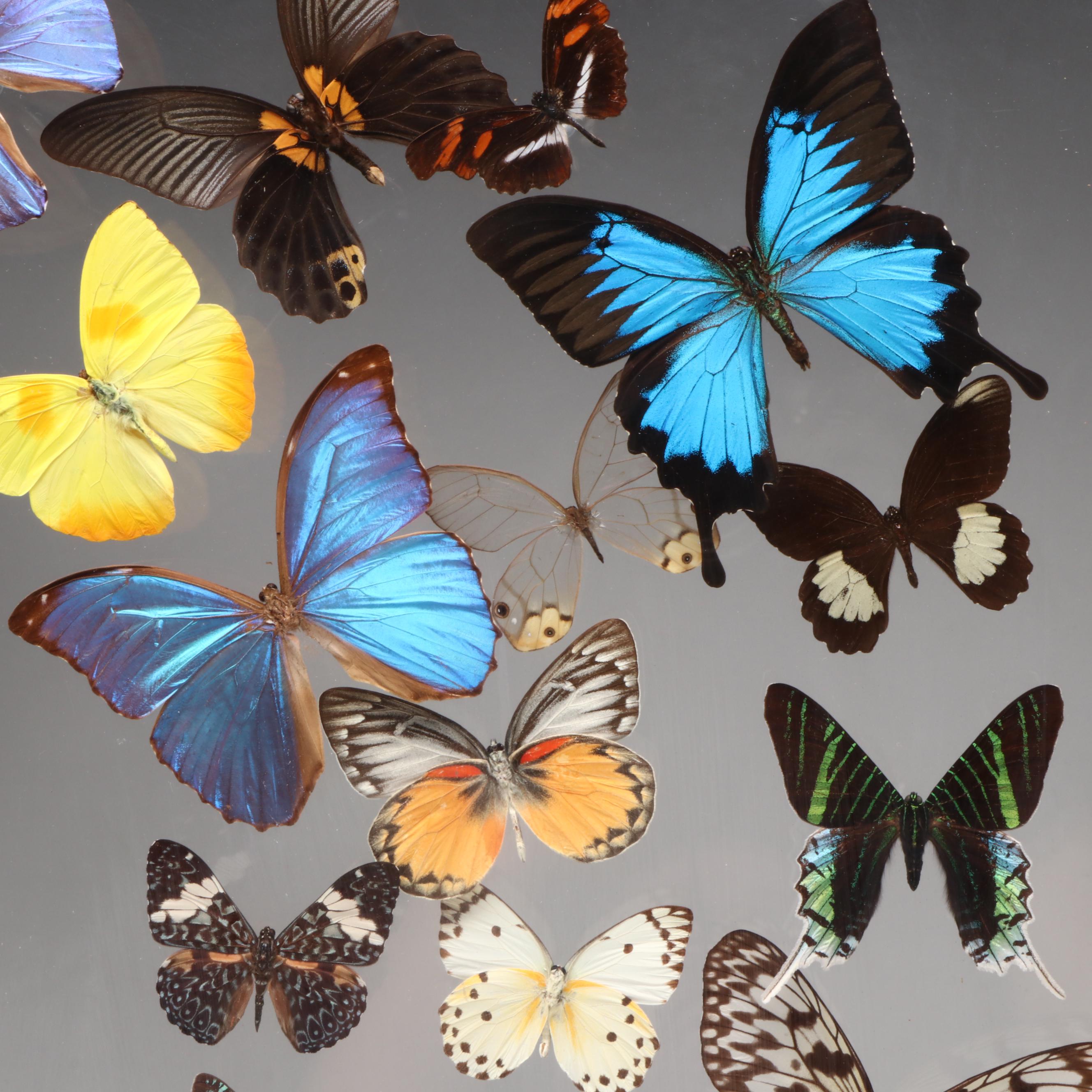 Taxidermy Butterfly Wall Hanging, 1997