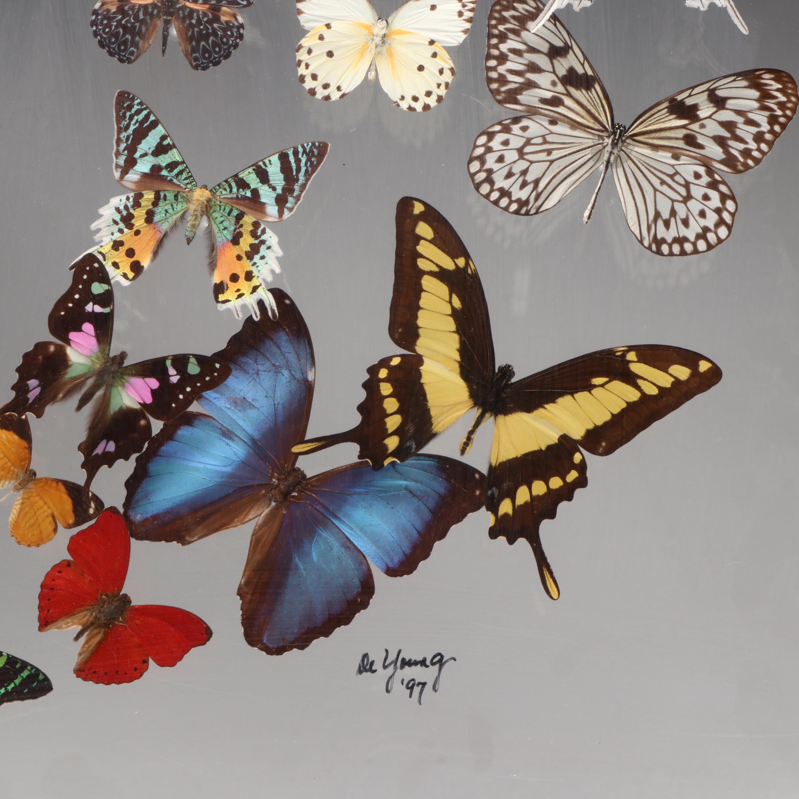 Taxidermy Butterfly Wall Hanging, 1997