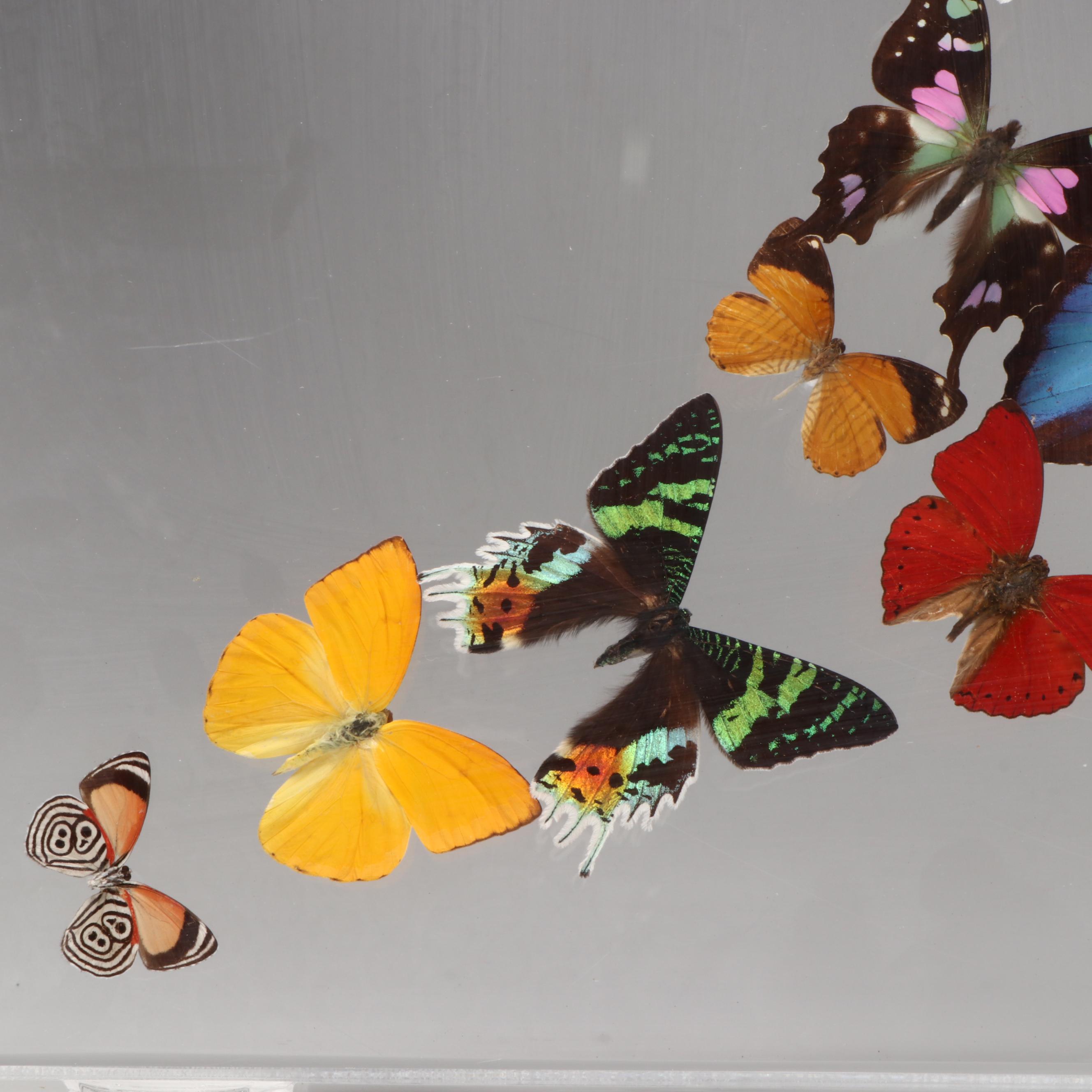 Taxidermy Butterfly Wall Hanging, 1997
