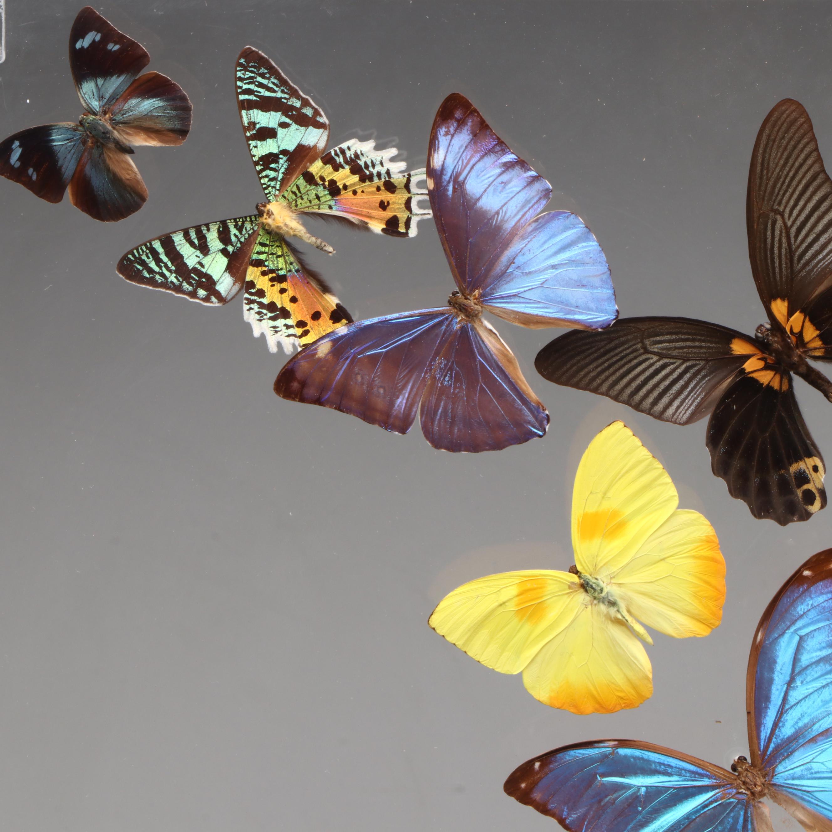 Taxidermy Butterfly Wall Hanging, 1997