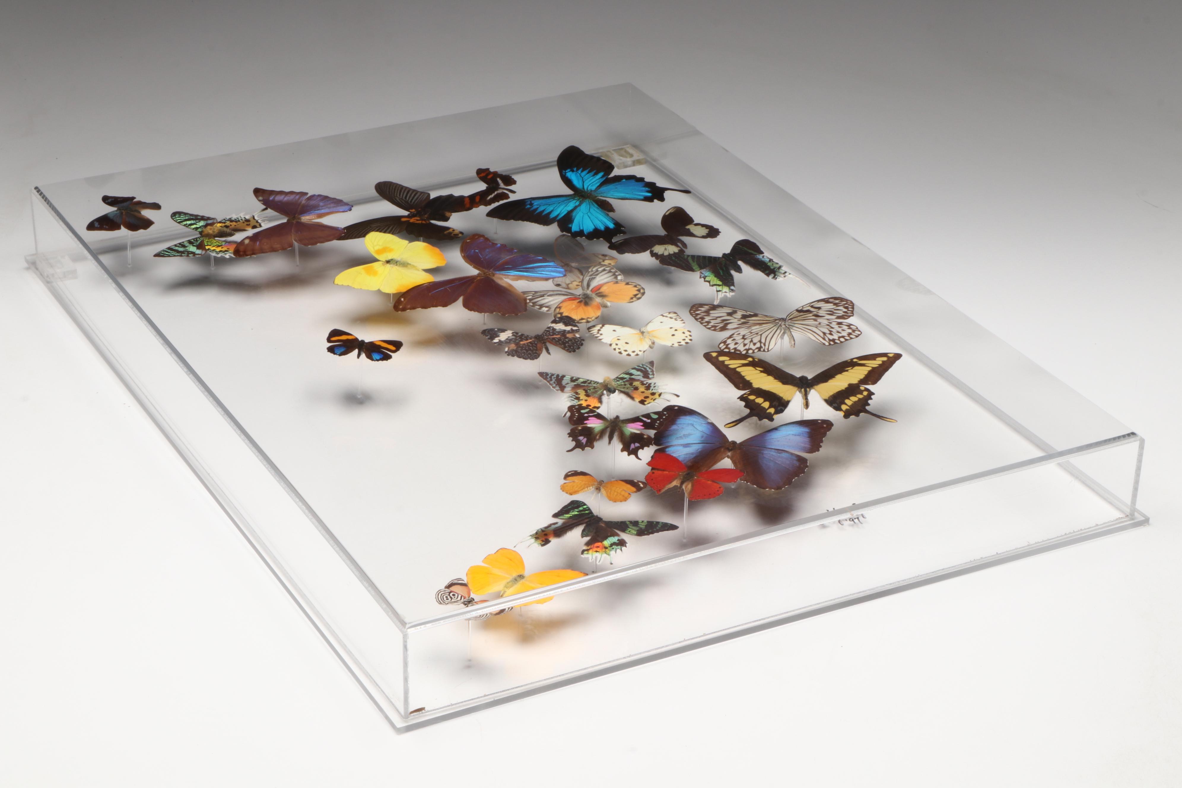 Taxidermy Butterfly Wall Hanging, 1997