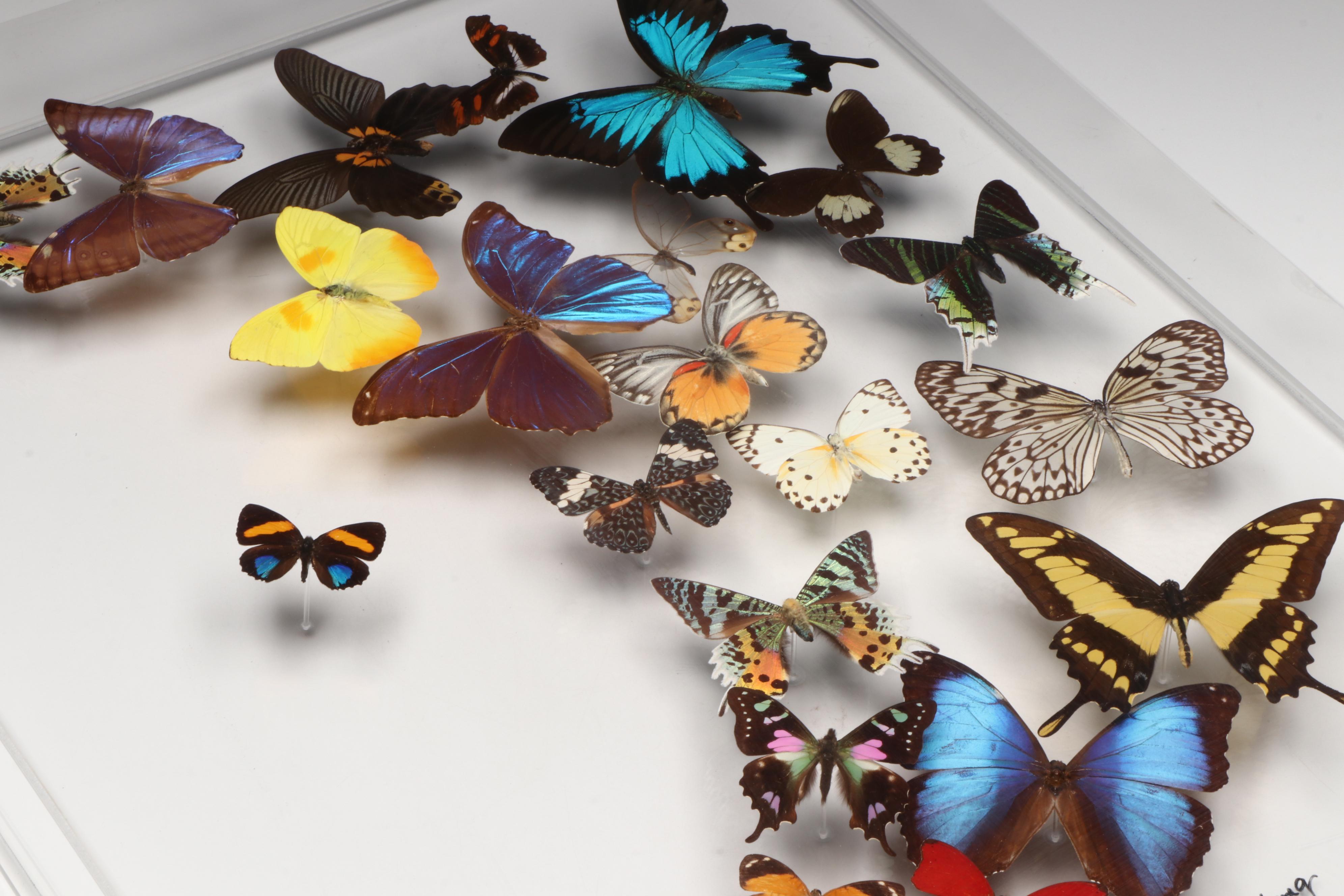 Taxidermy Butterfly Wall Hanging, 1997