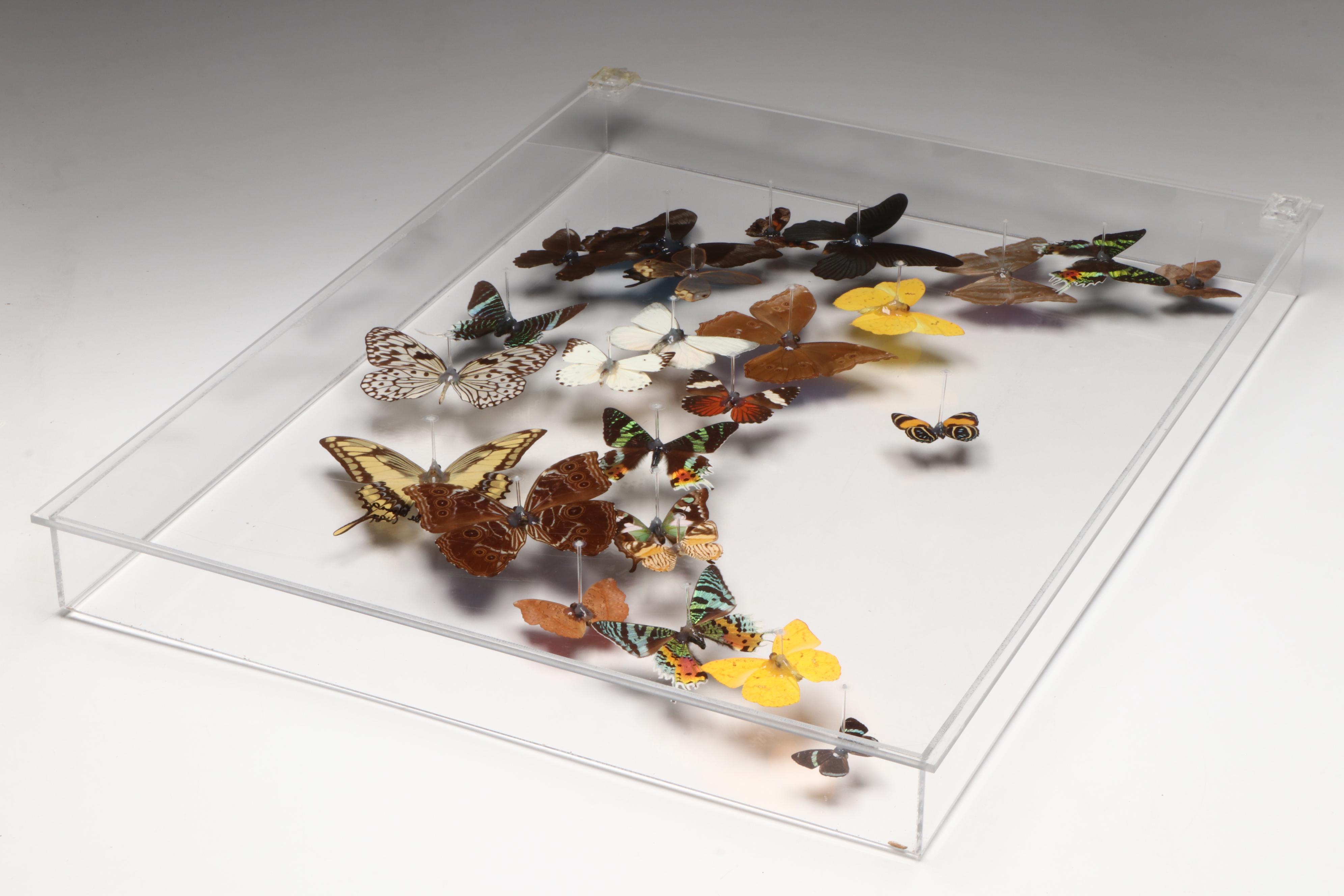 Taxidermy Butterfly Wall Hanging, 1997