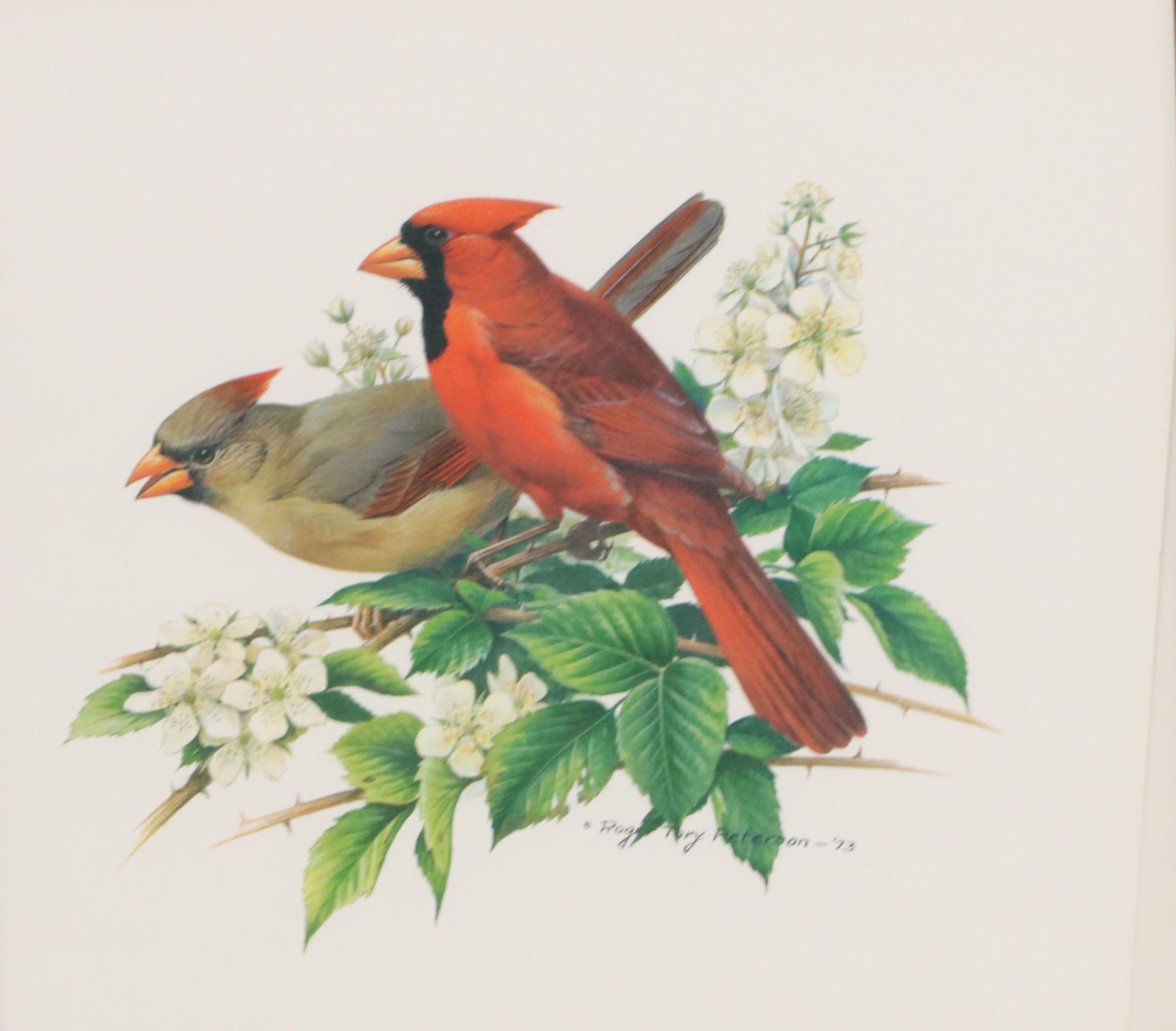 Ornithological Offset Lithograph After Roger Tory Peterson of Cardinals