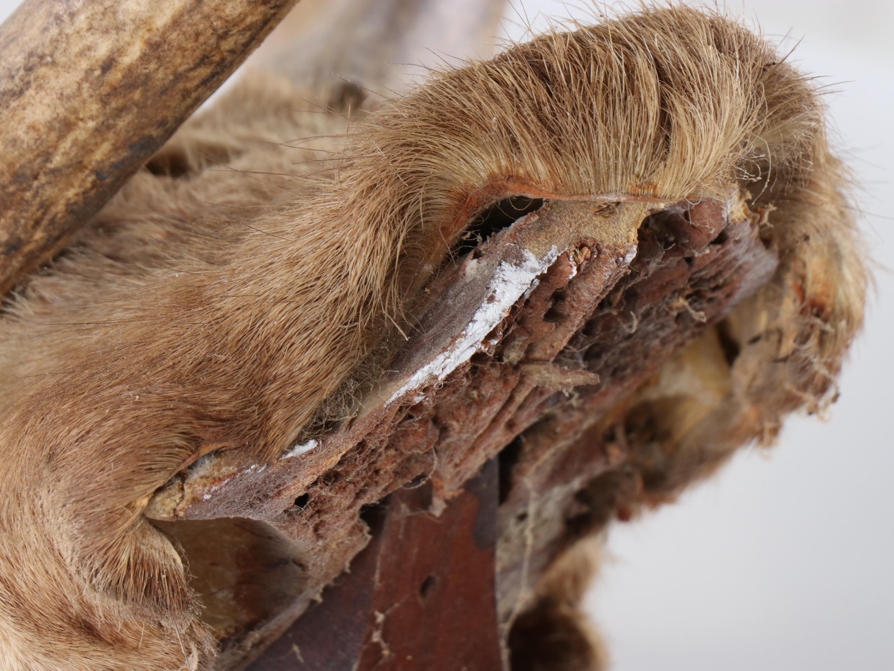 Taxidermy Caribou Antler Mount with Partial Skull Cap