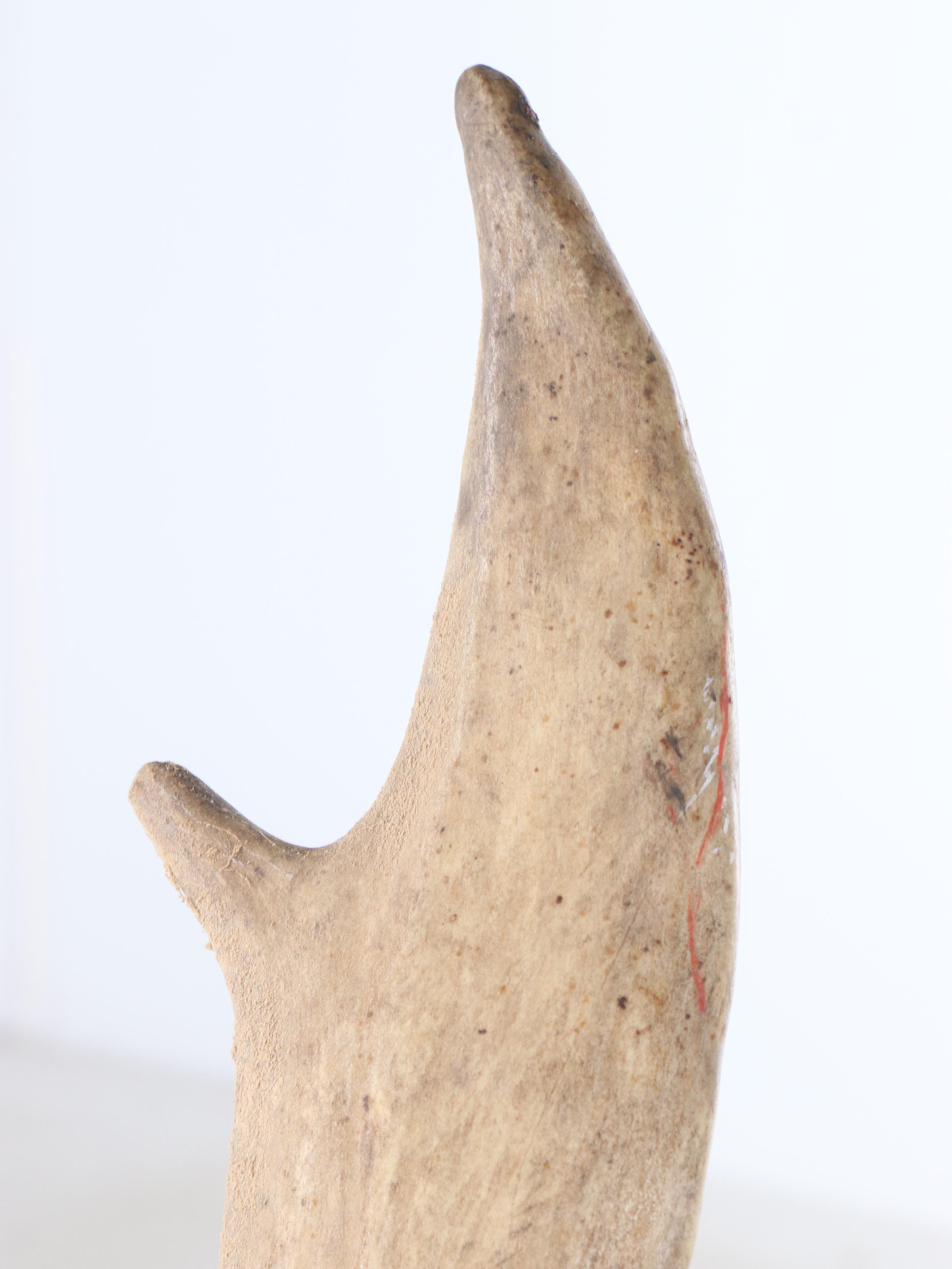 Taxidermy Caribou Antler Mount with Partial Skull Cap