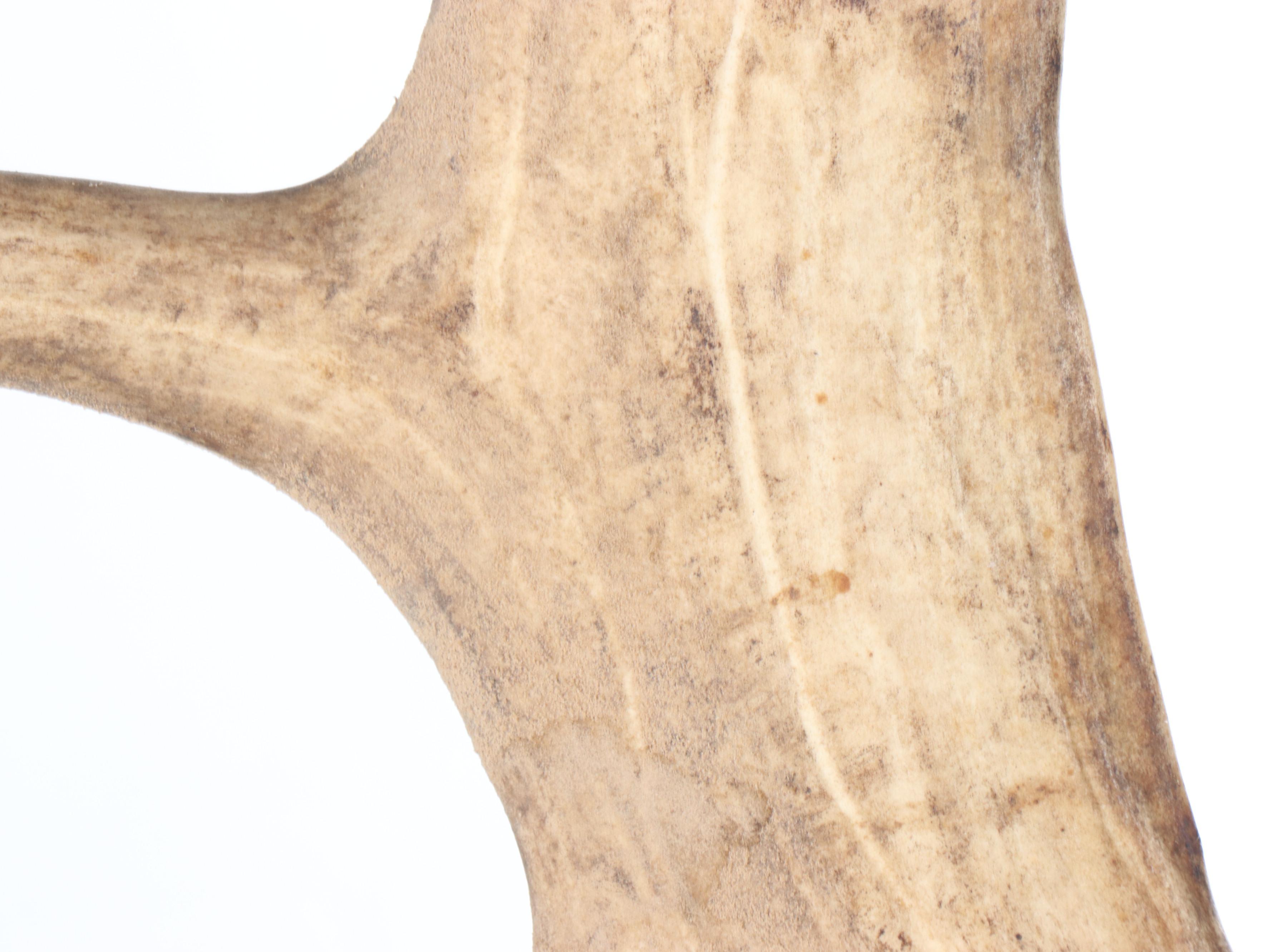 Taxidermy Caribou Antler Mount with Partial Skull Cap