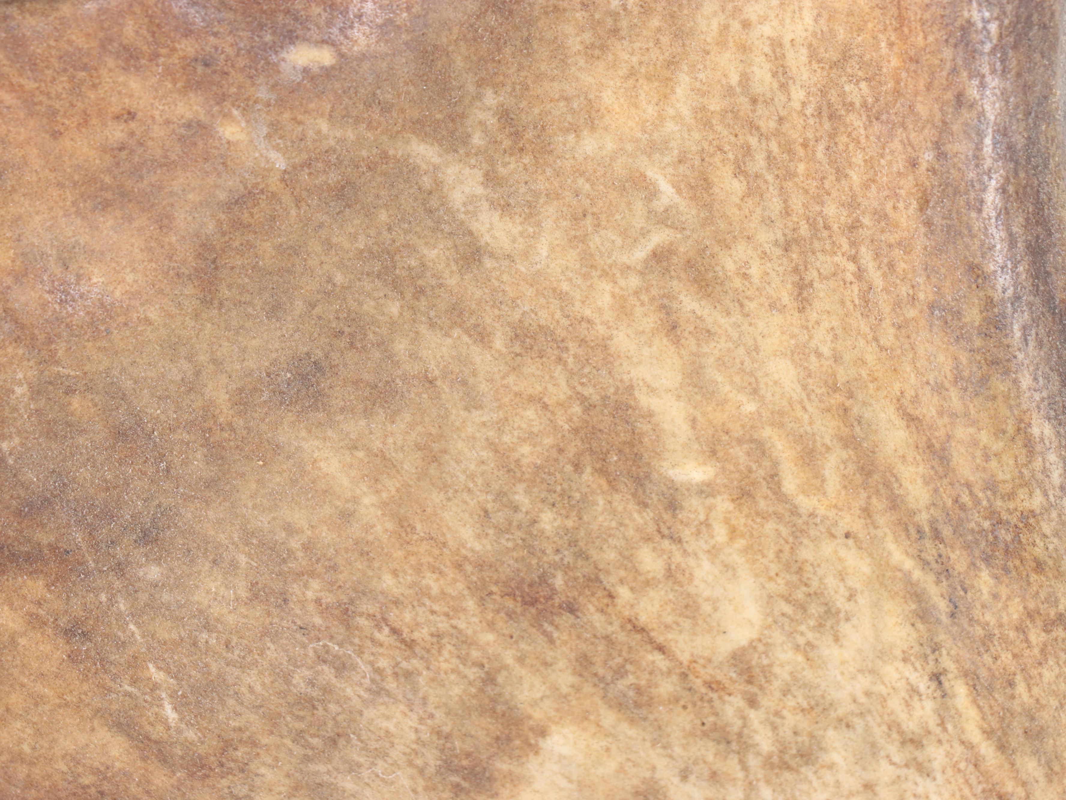 Taxidermy Caribou Antler Mount with Partial Skull Cap