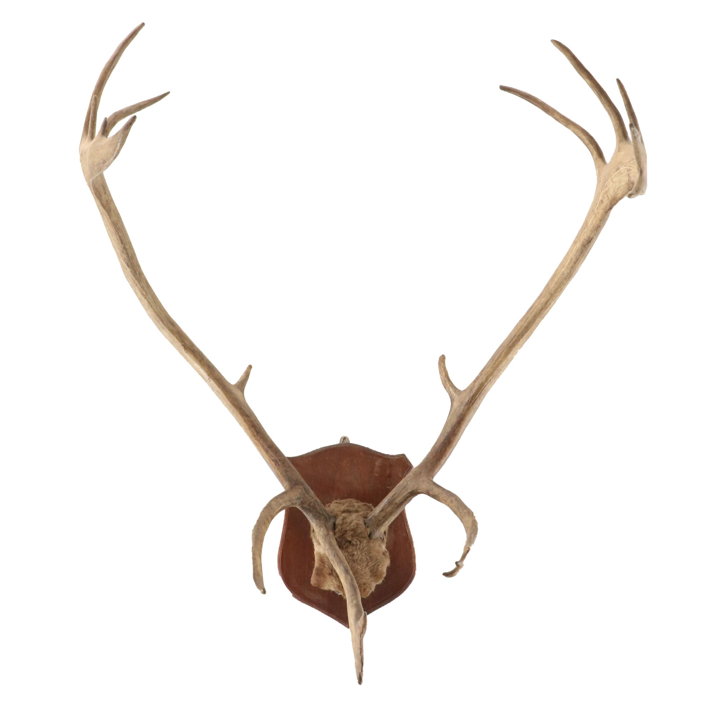 Taxidermy Caribou Antler Mount with Partial Skull Cap