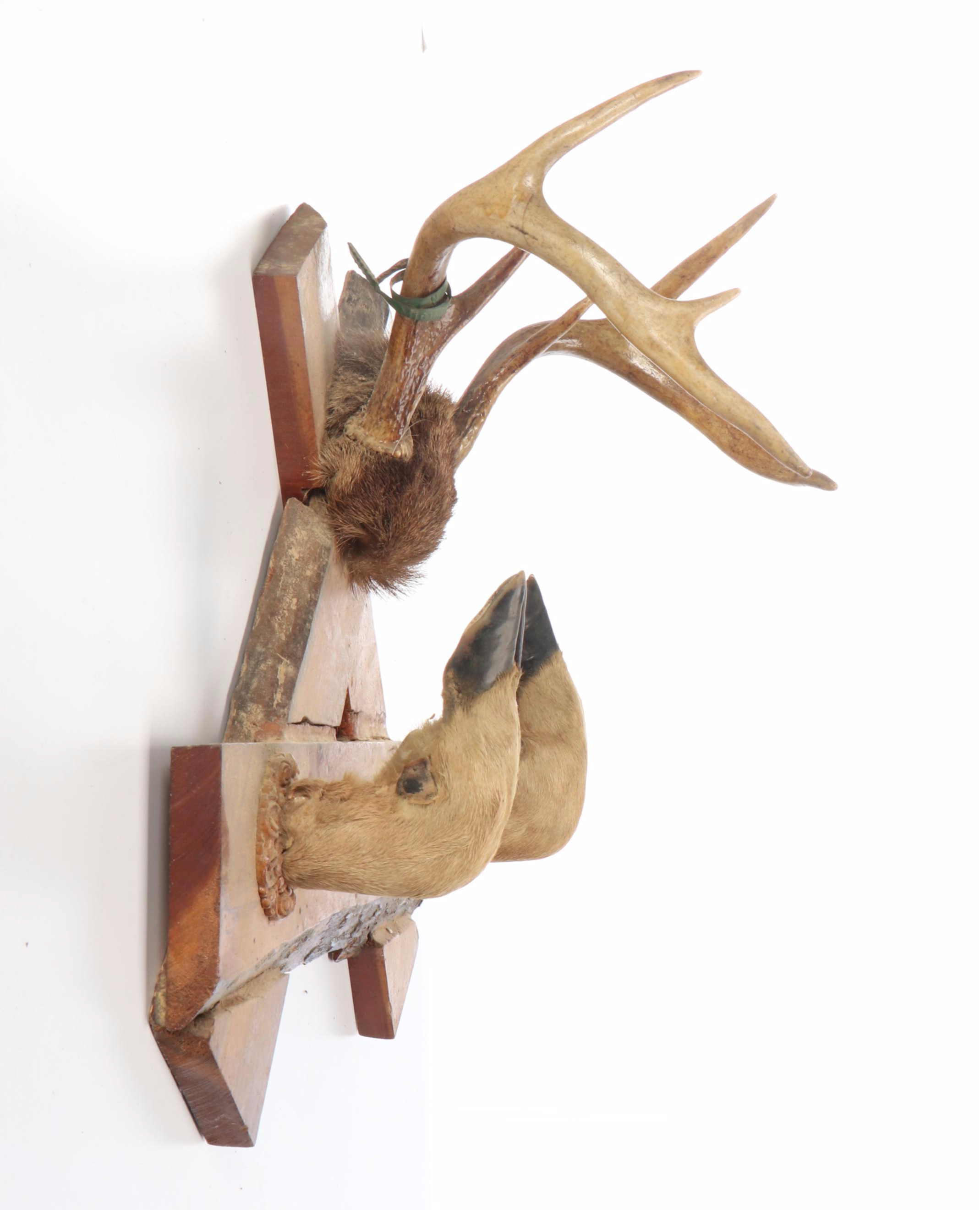Taxidermy White-Tailed Deer Antler and Skull Cap Wall Mount with Hoof Gun Rack