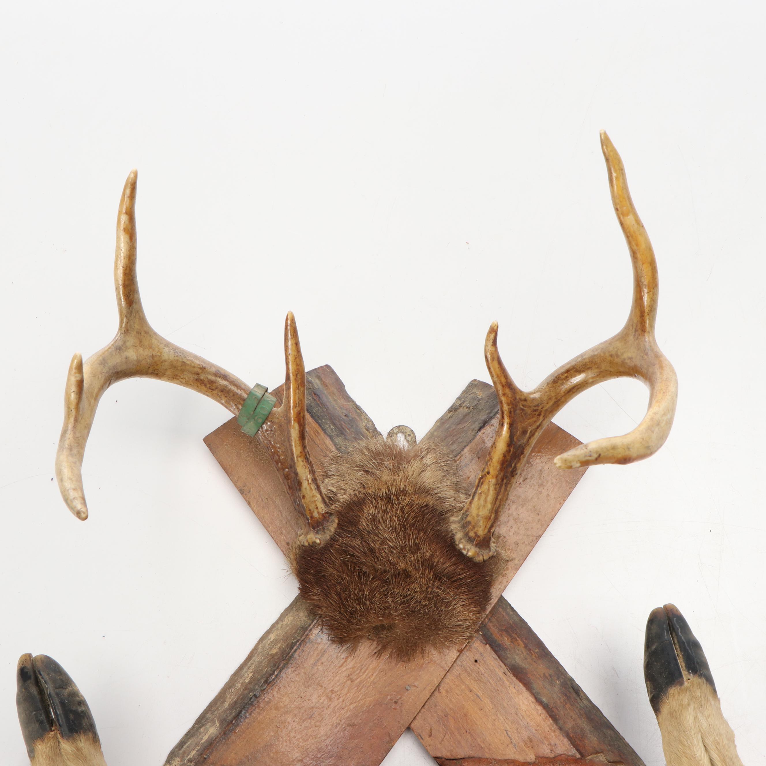 Taxidermy White-Tailed Deer Antler and Skull Cap Wall Mount with Hoof Gun Rack