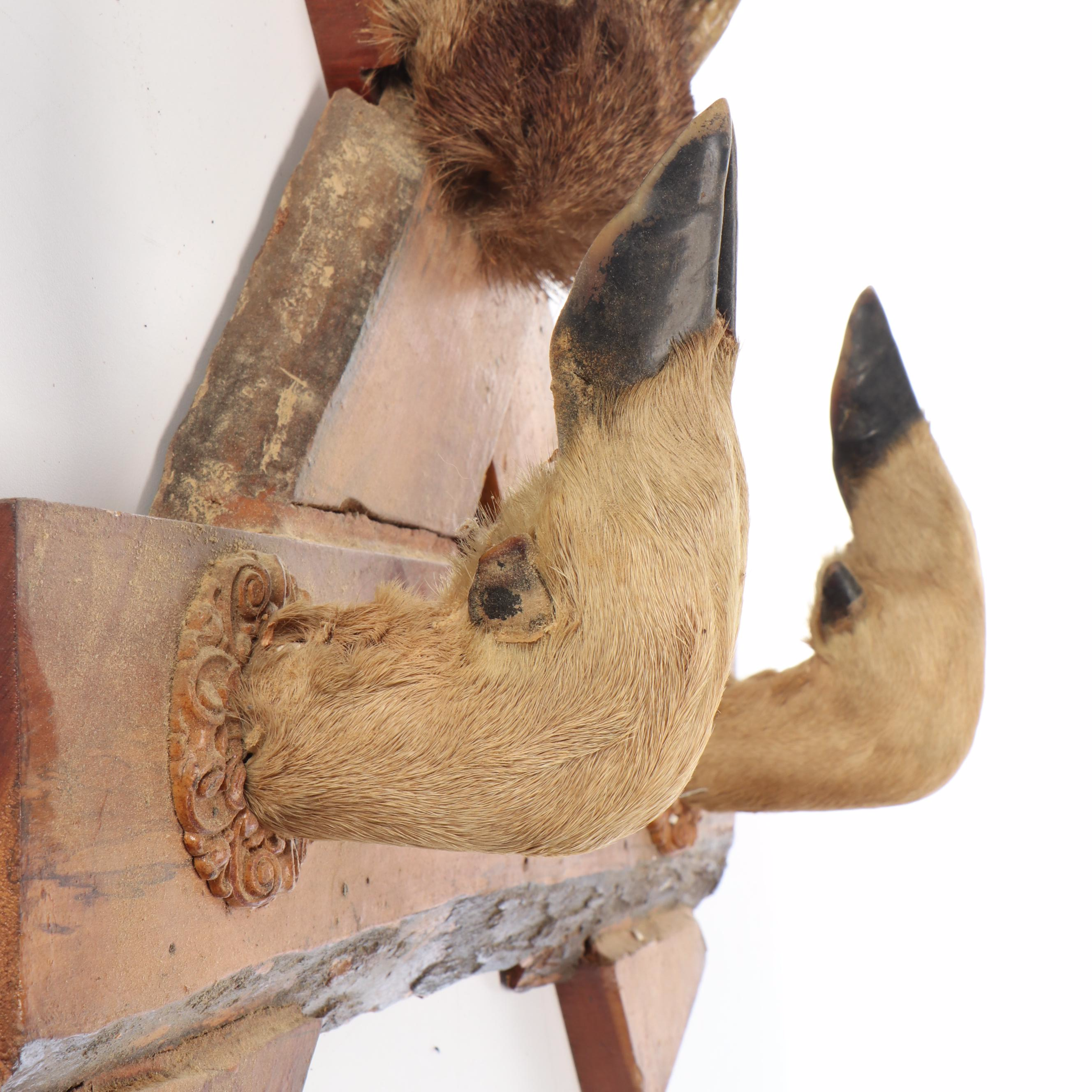 Taxidermy White-Tailed Deer Antler and Skull Cap Wall Mount with Hoof Gun Rack