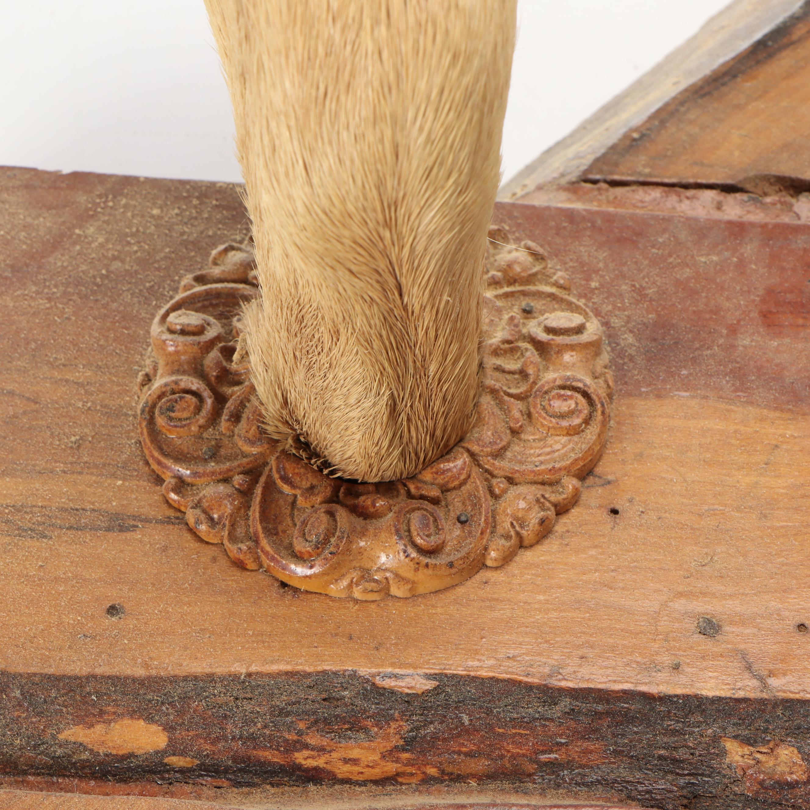 Taxidermy White-Tailed Deer Antler and Skull Cap Wall Mount with Hoof Gun Rack