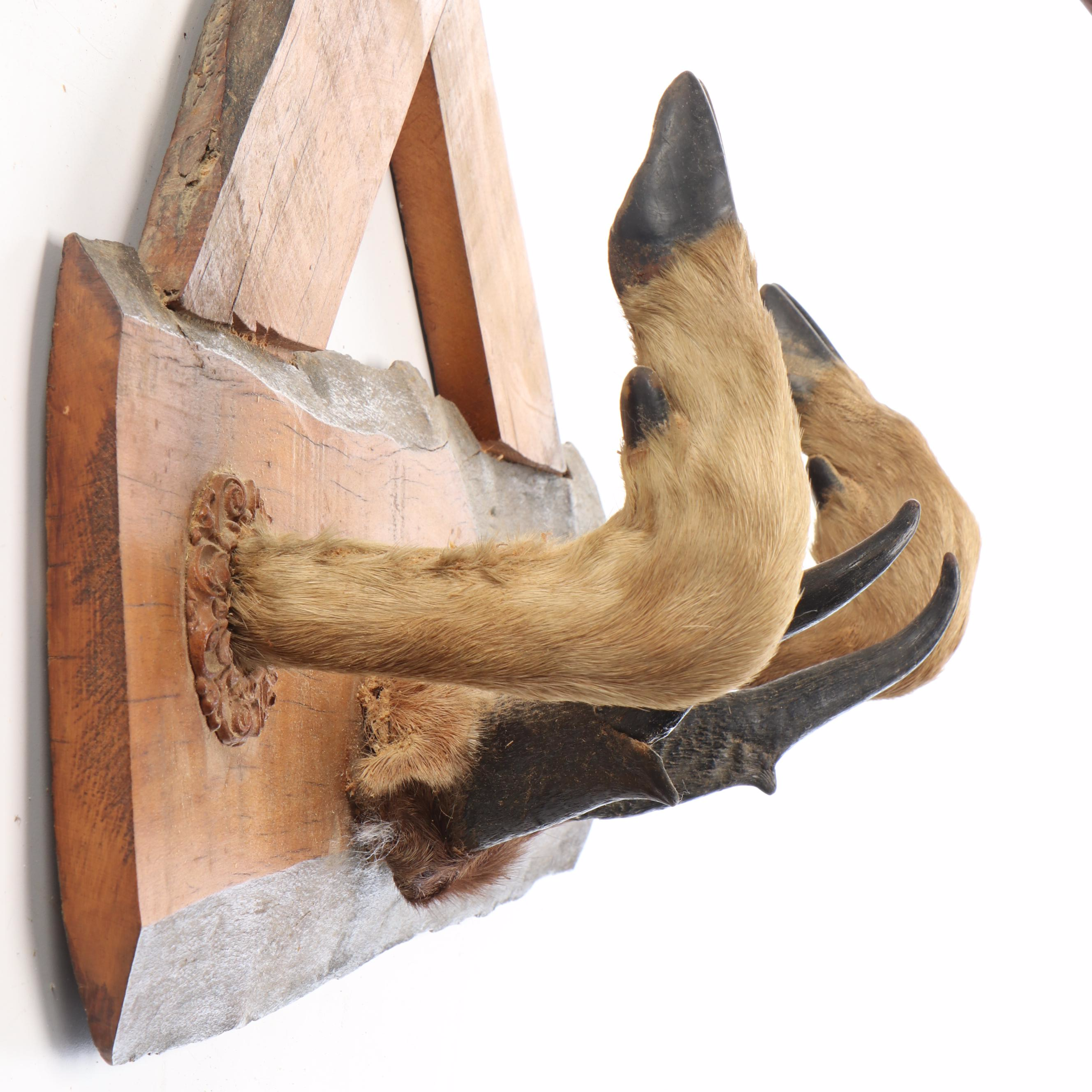 Taxidermy White-Tailed Deer and Pronghorn Antler Skull Cap Mounts, Hoof Gun Rack