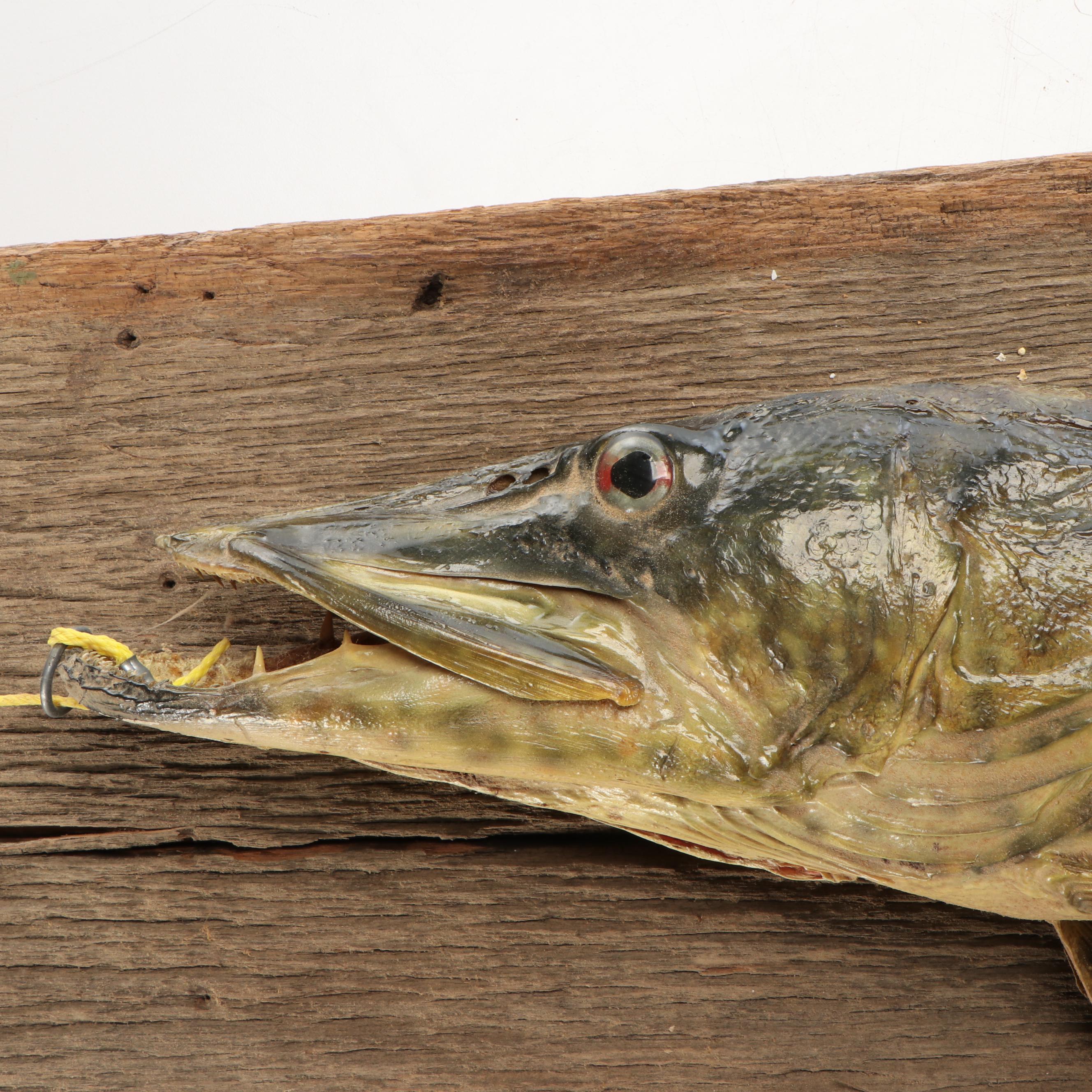 Taxidermy Northern Pike Full Body Mount